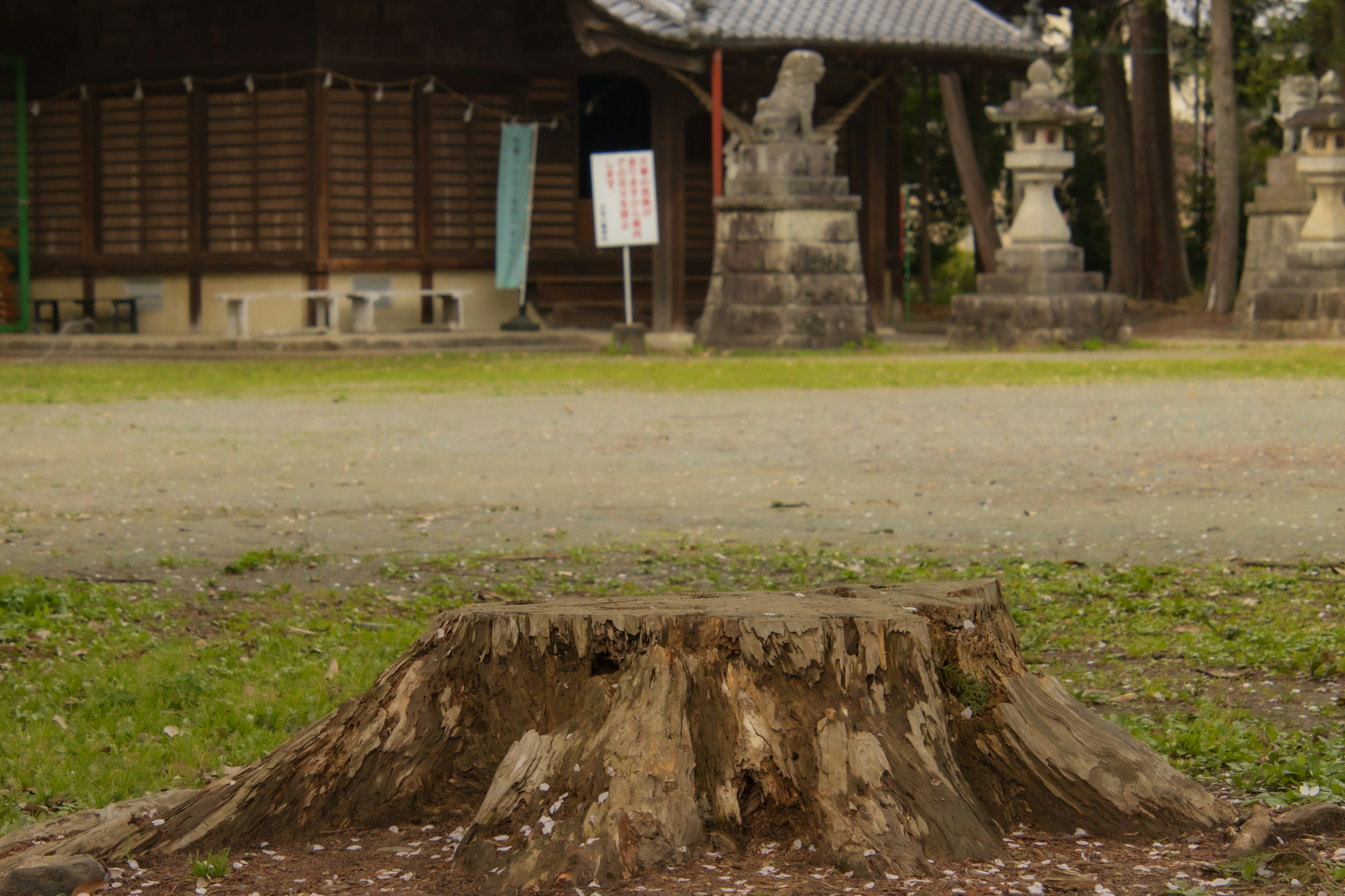 Tocón de árbol con un templo al fondo