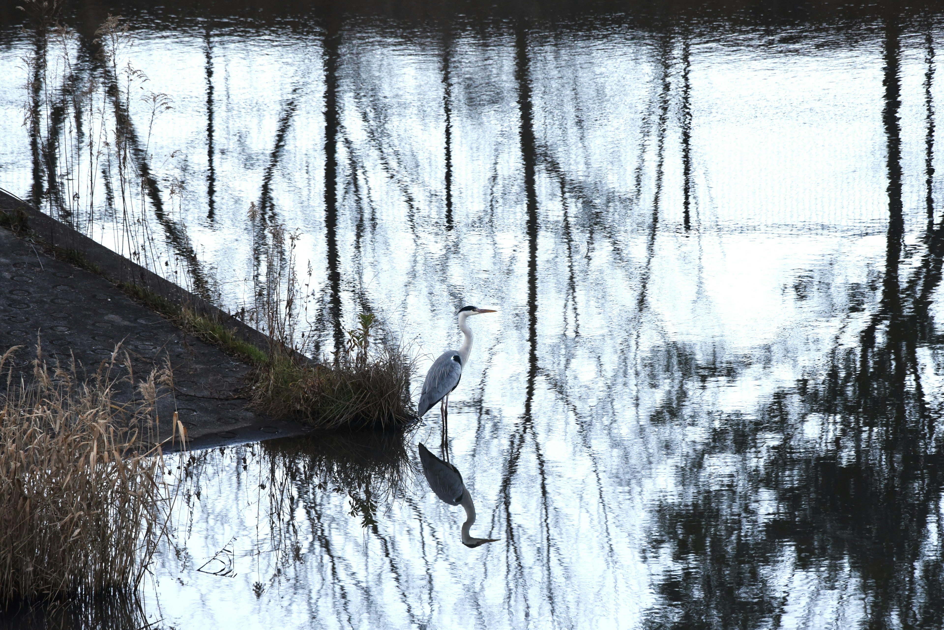 Eine ruhige Szene mit einem Reiher und Bäumen, die sich auf der Wasseroberfläche spiegeln