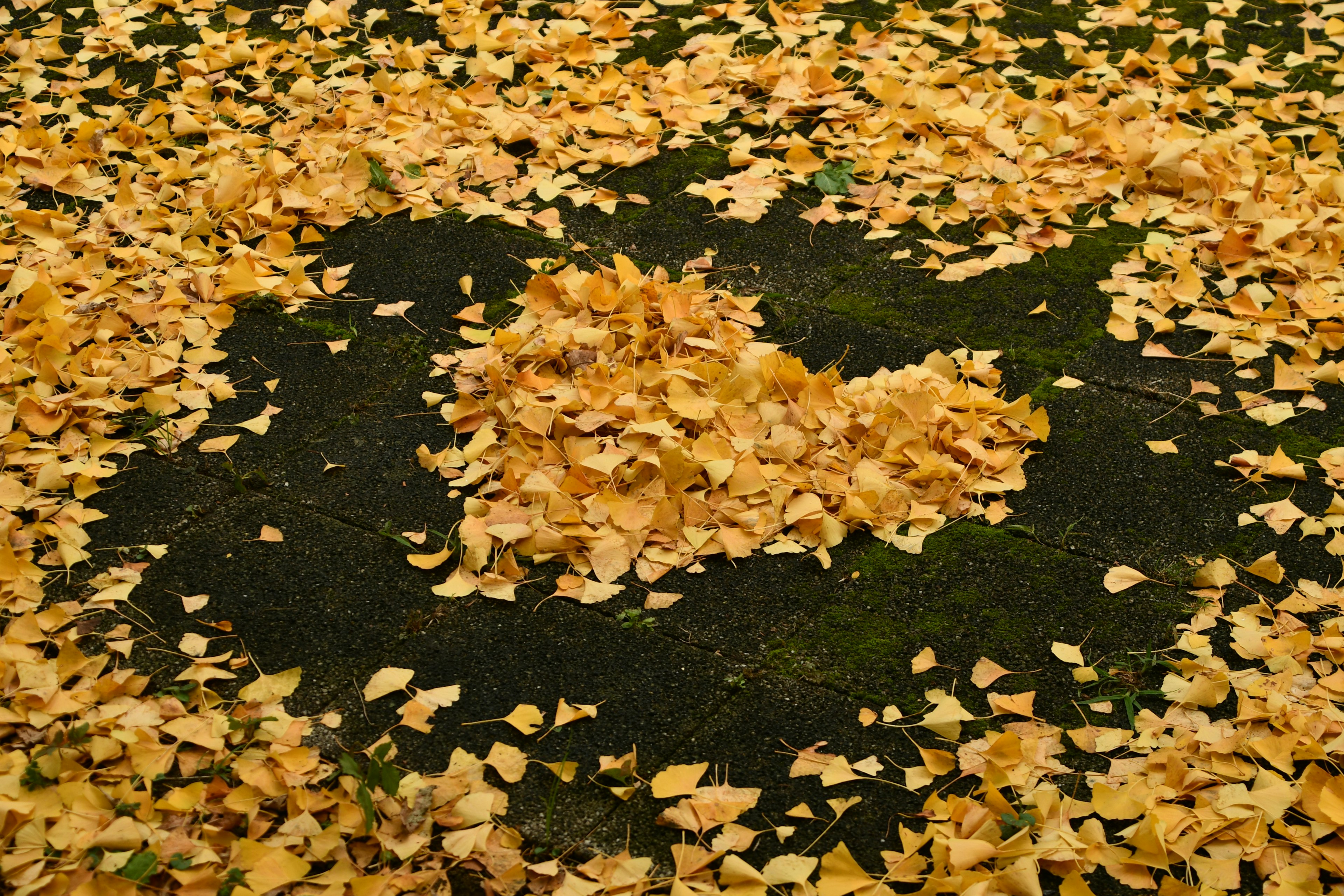 Motivo a forma di cuore fatto di foglie gialle sul terreno