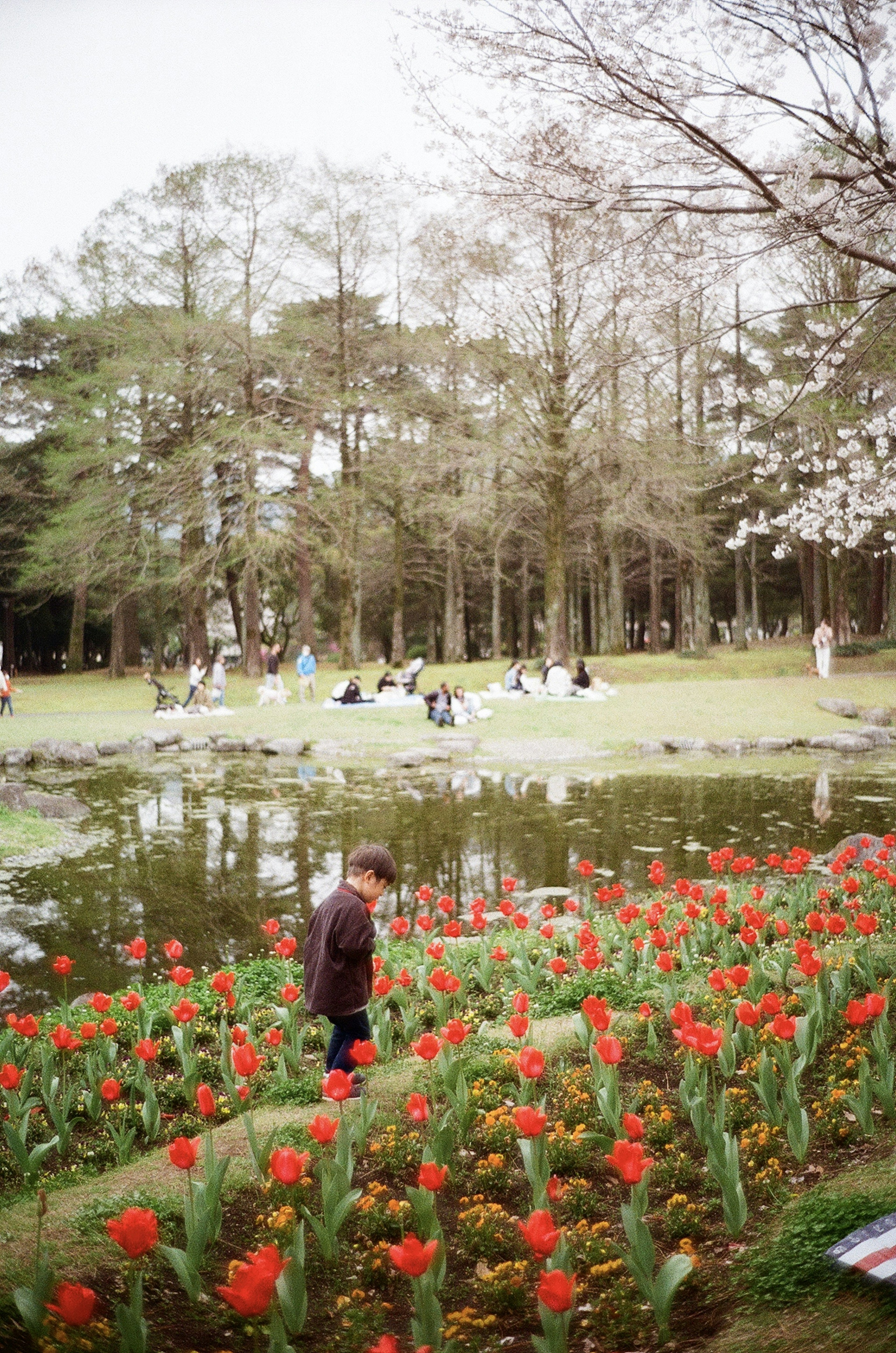 Un bambino che cammina in un parco con tulipani rossi in fiore vicino a uno stagno