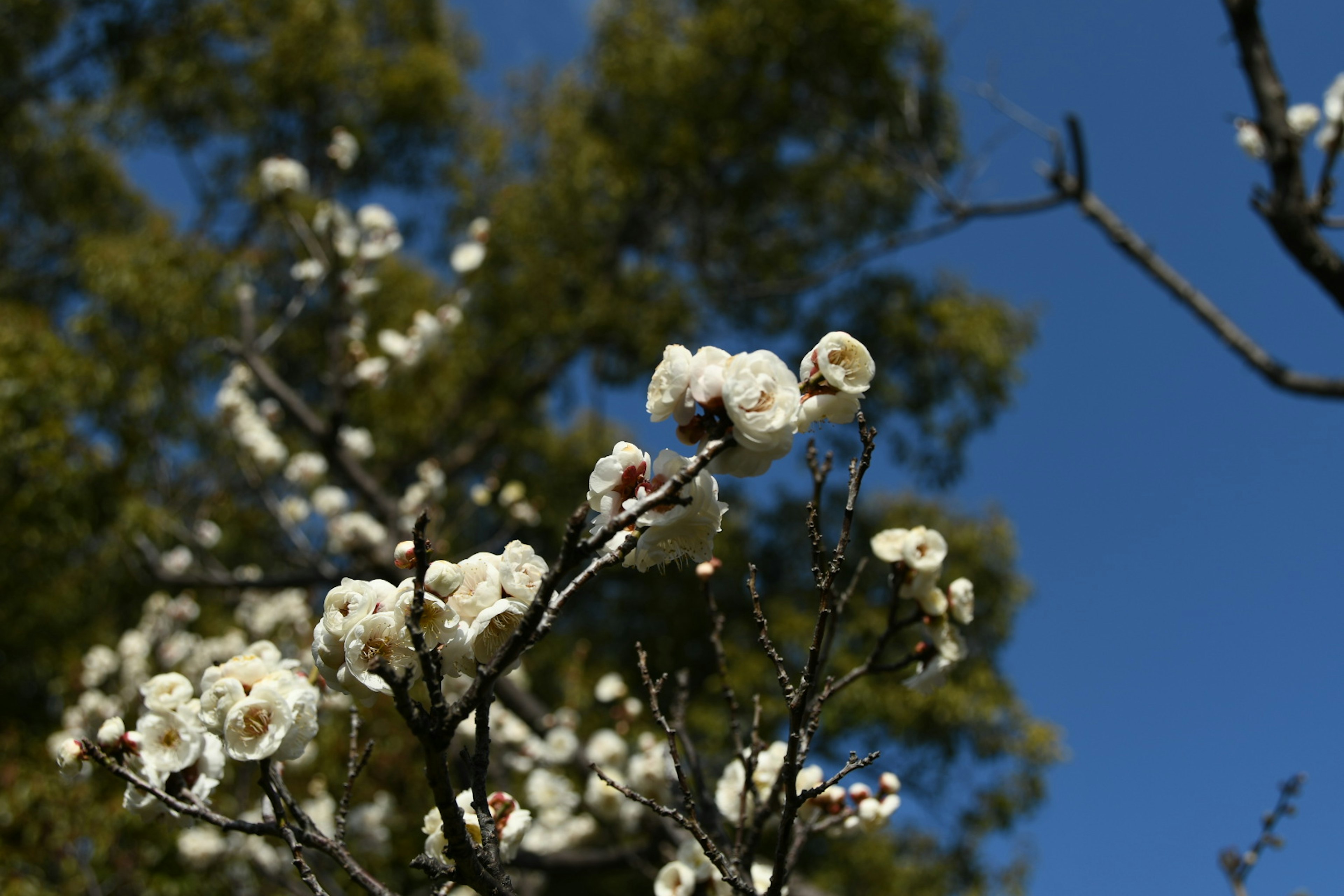 Branches de fleurs blanches fleurissant sous un ciel bleu