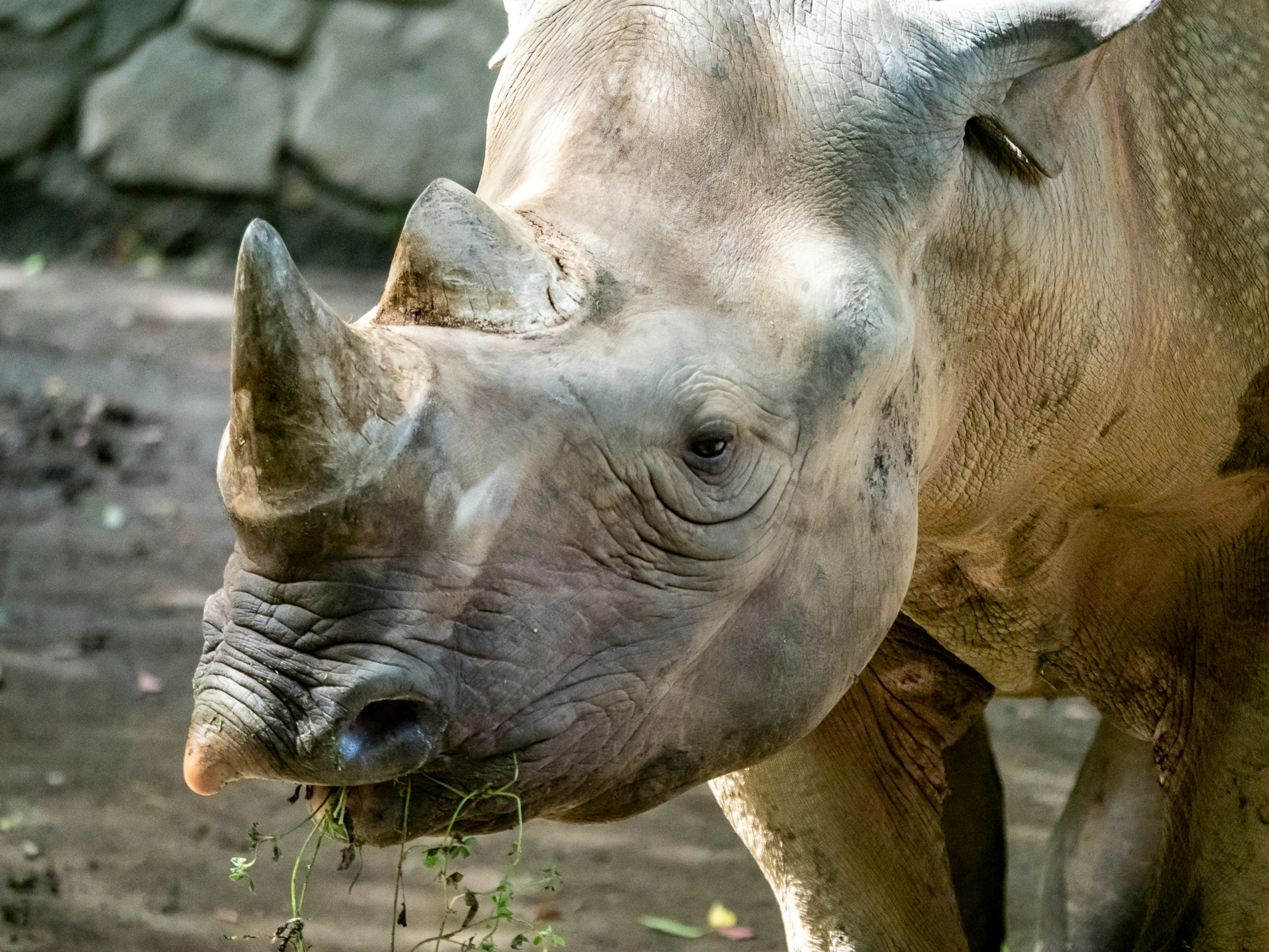 Close-up of a rhinoceros eating grass