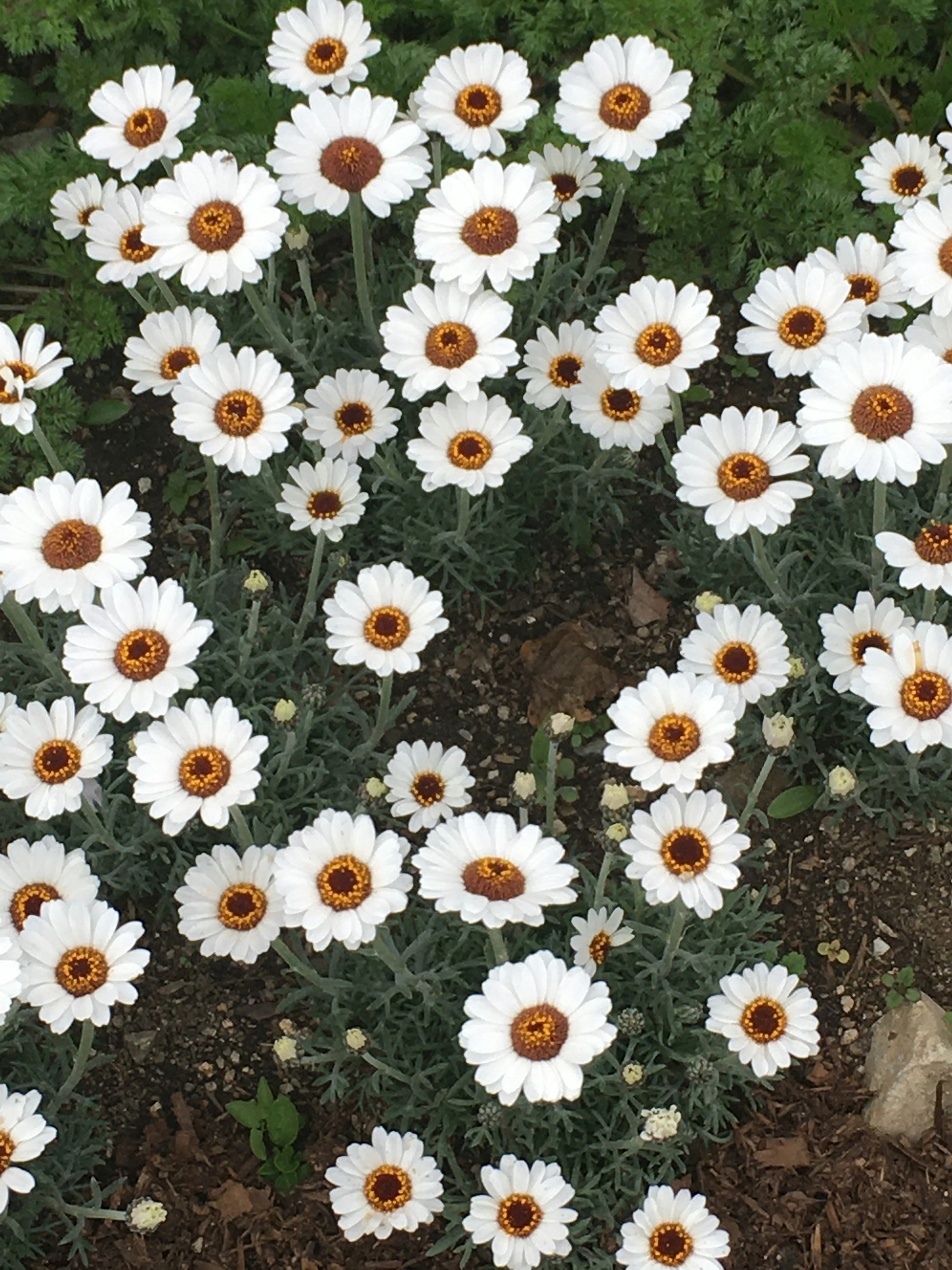 Un gruppo di fiori bianchi con centri marroni che fioriscono in un giardino