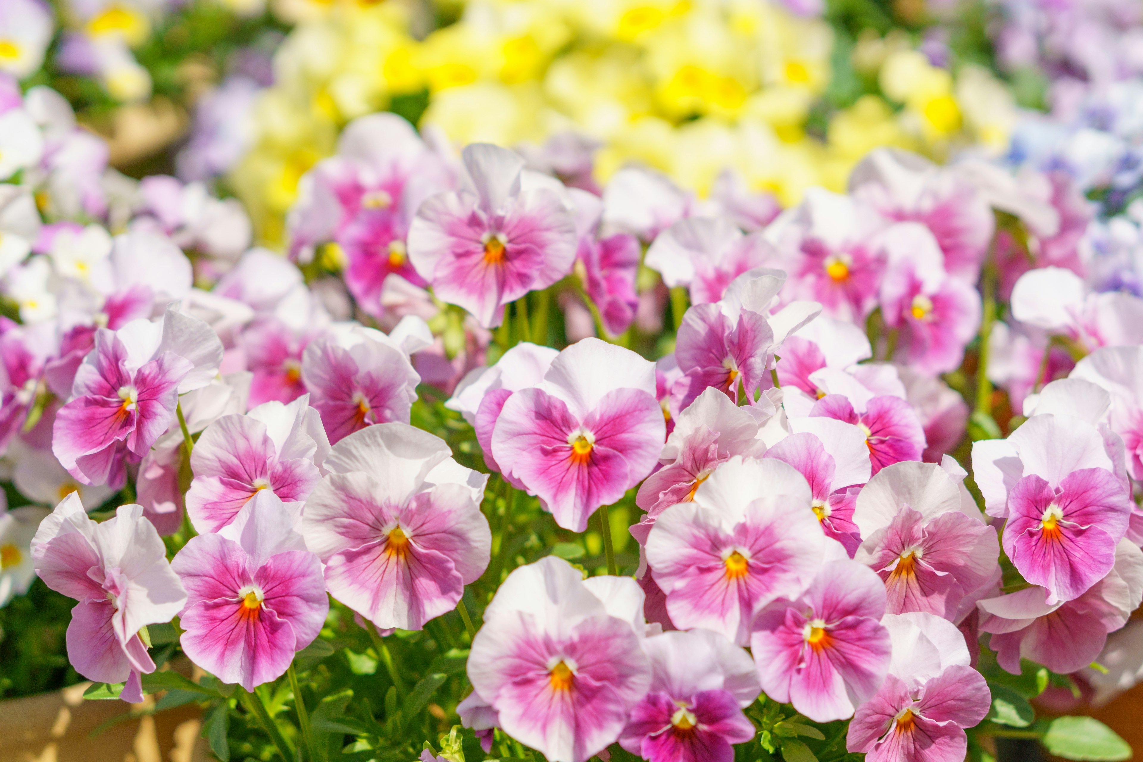 Vibrant pink pansy flowers blooming in a garden