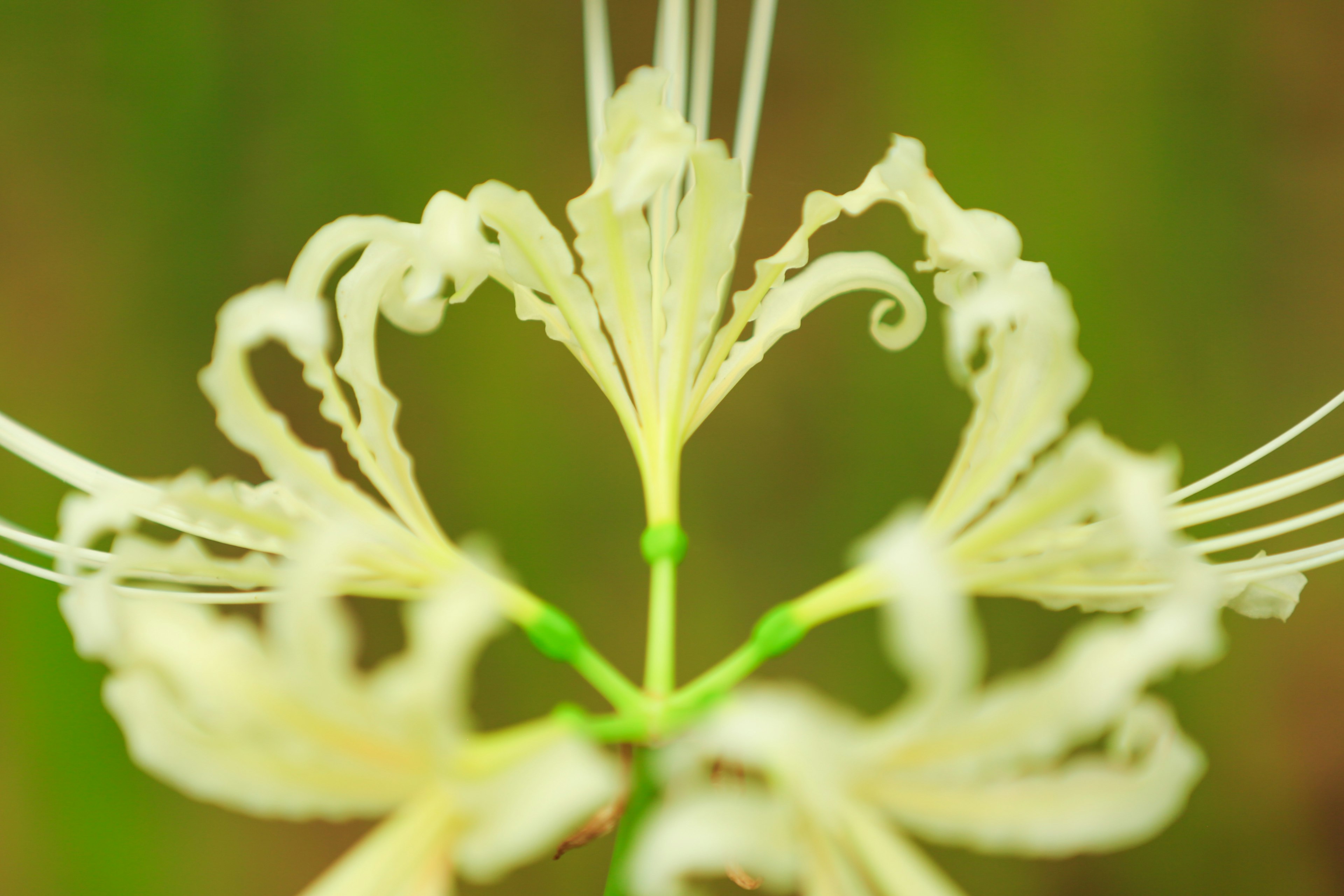 白い花が中心にあり、細長い花びらがハート型に広がっている