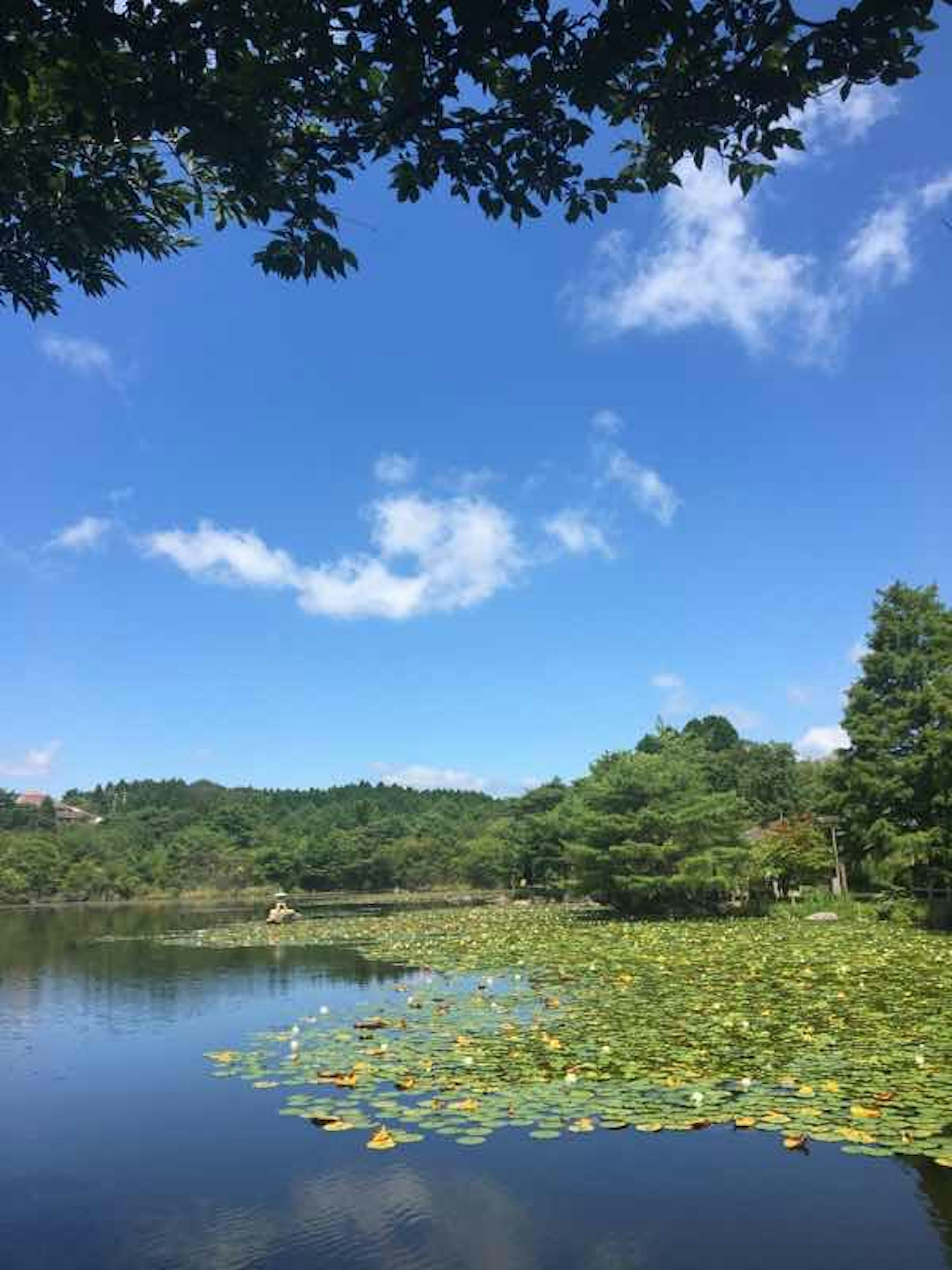 青空と白い雲が広がる湖の風景 周囲には緑の木々と水面に浮かぶ睡蓮の葉が見える