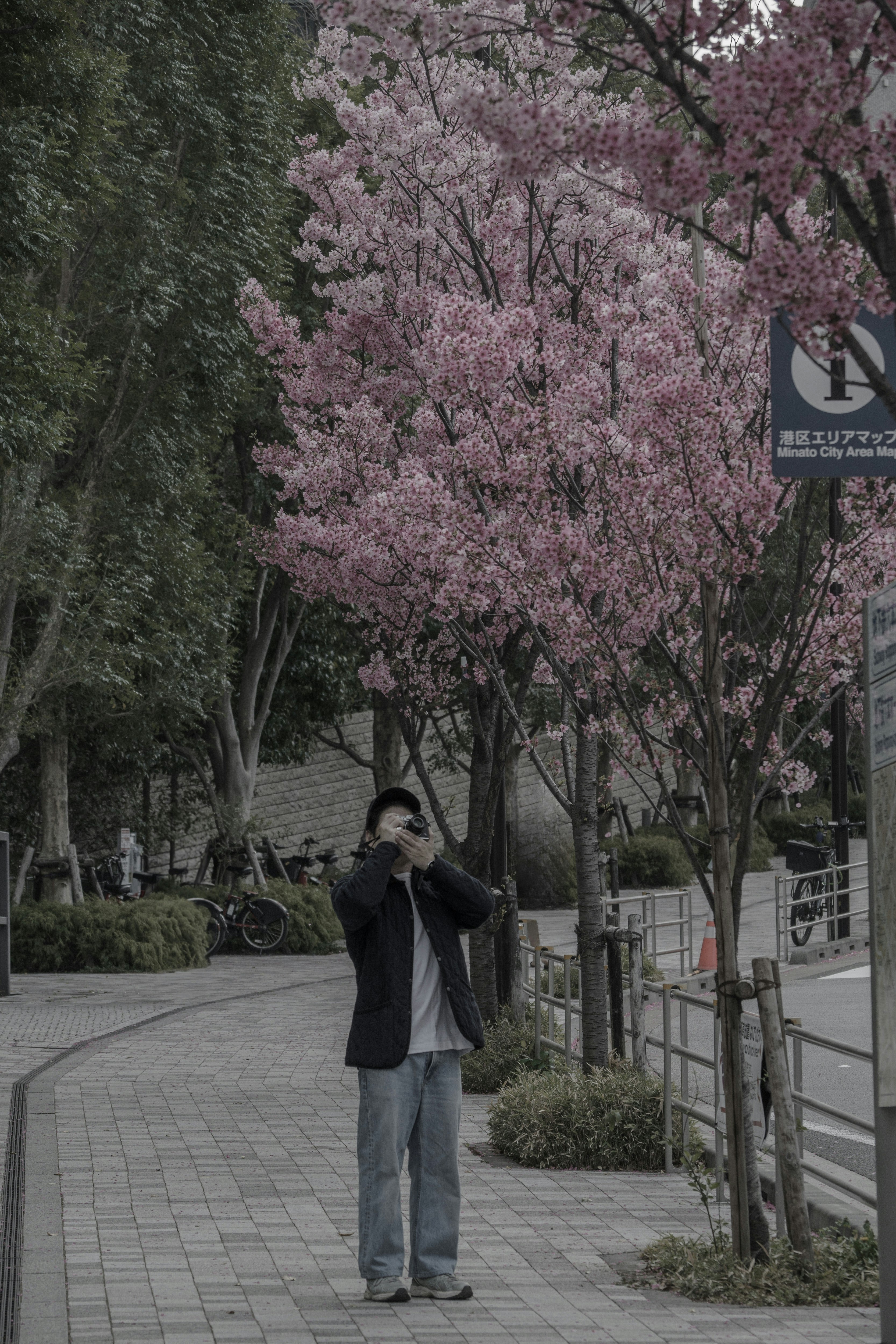 A man posing with a camera near cherry blossom trees