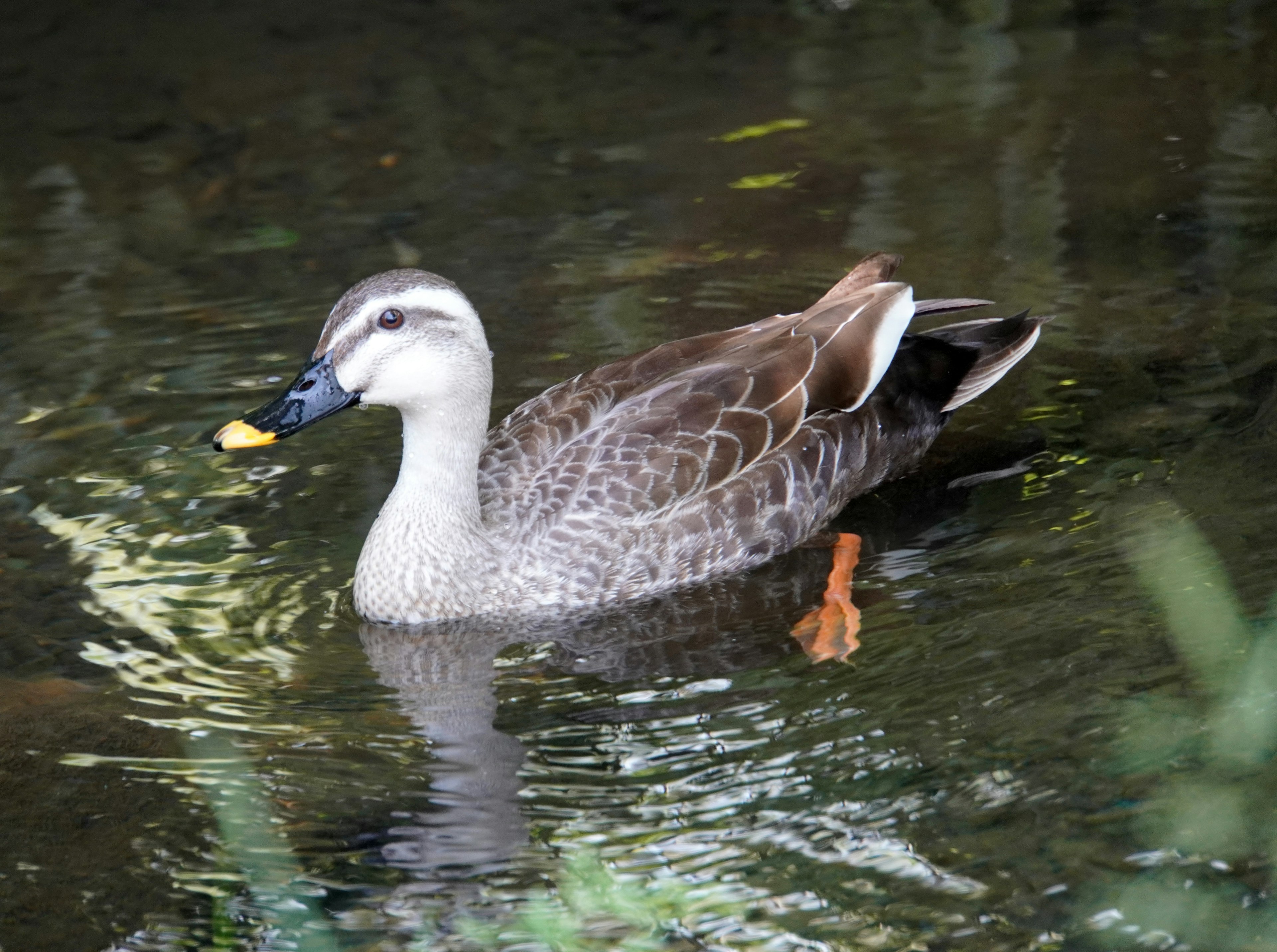 Image d'un canard nageant à la surface de l'eau Canard avec des plumes grises et des pattes orange