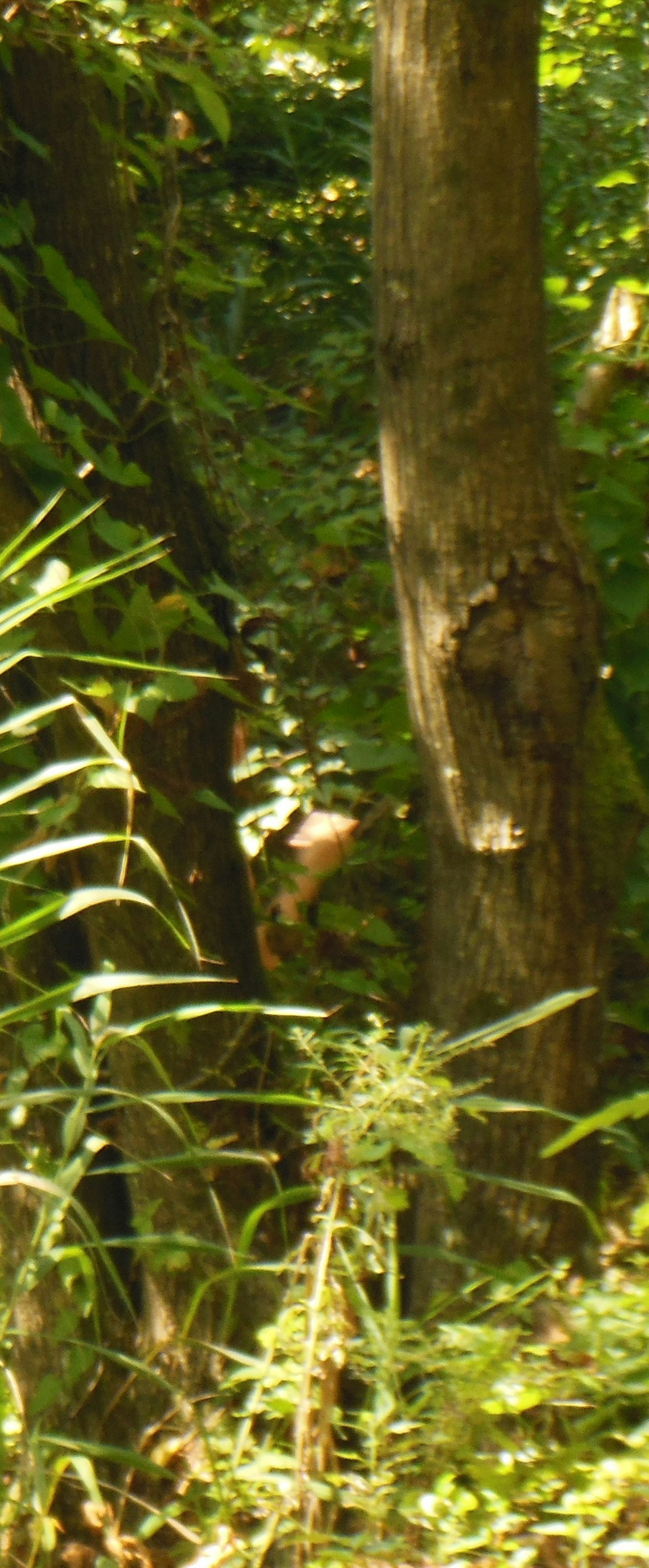 Baum und Gras in einem üppigen grünen Wald