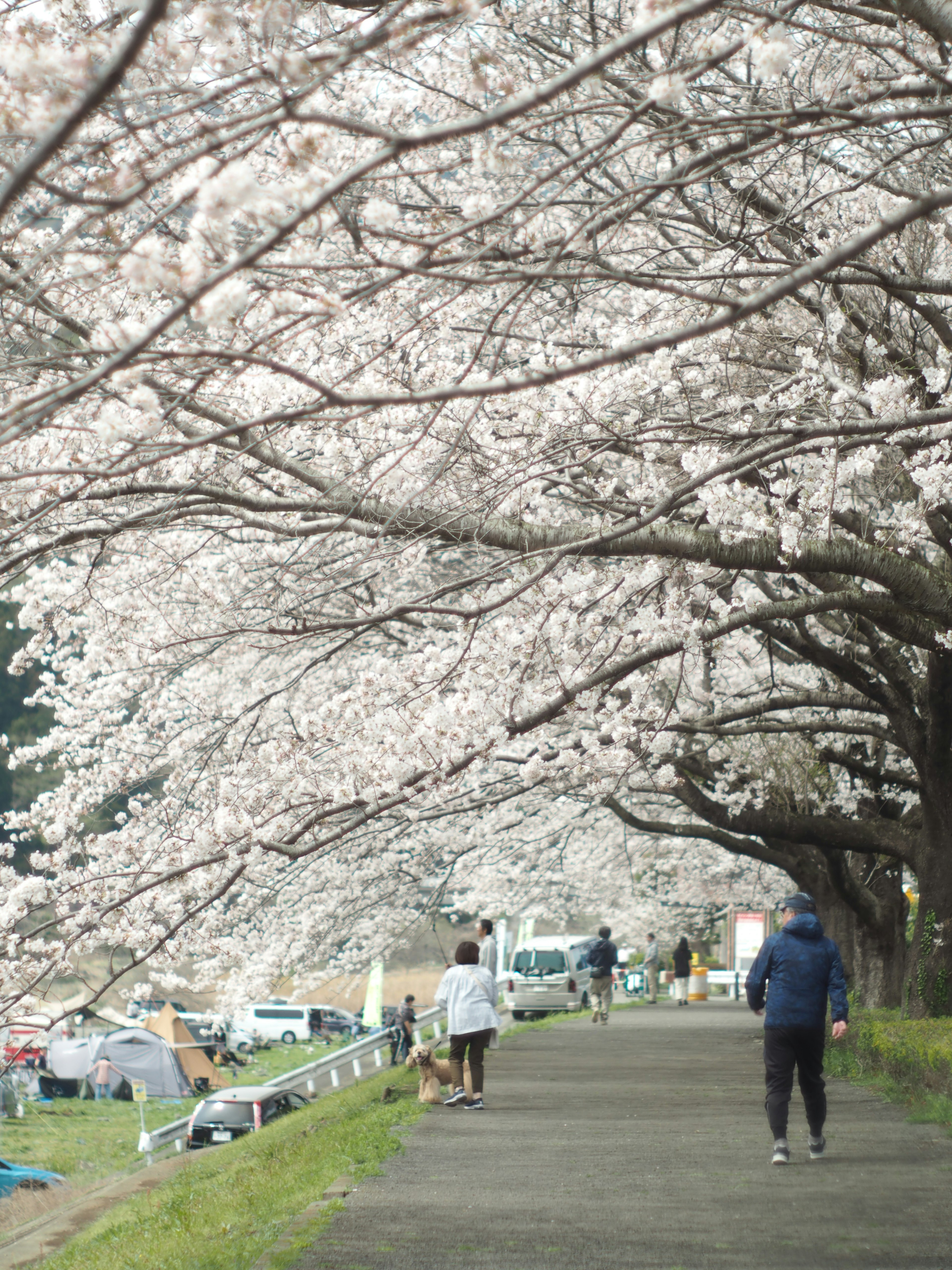 People walking along a path lined with cherry blossom trees