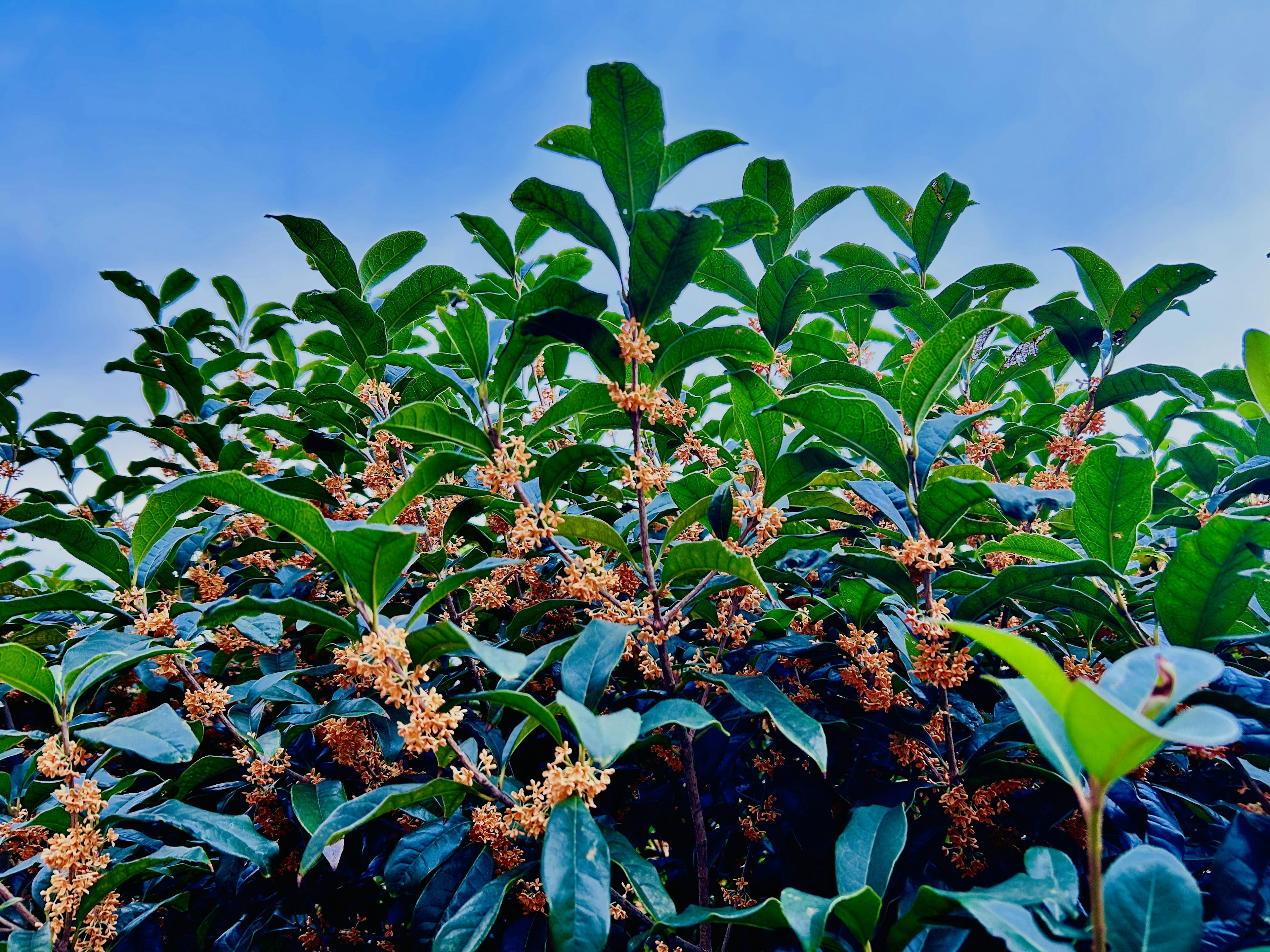 Tea plant flowers and leaves under a blue sky