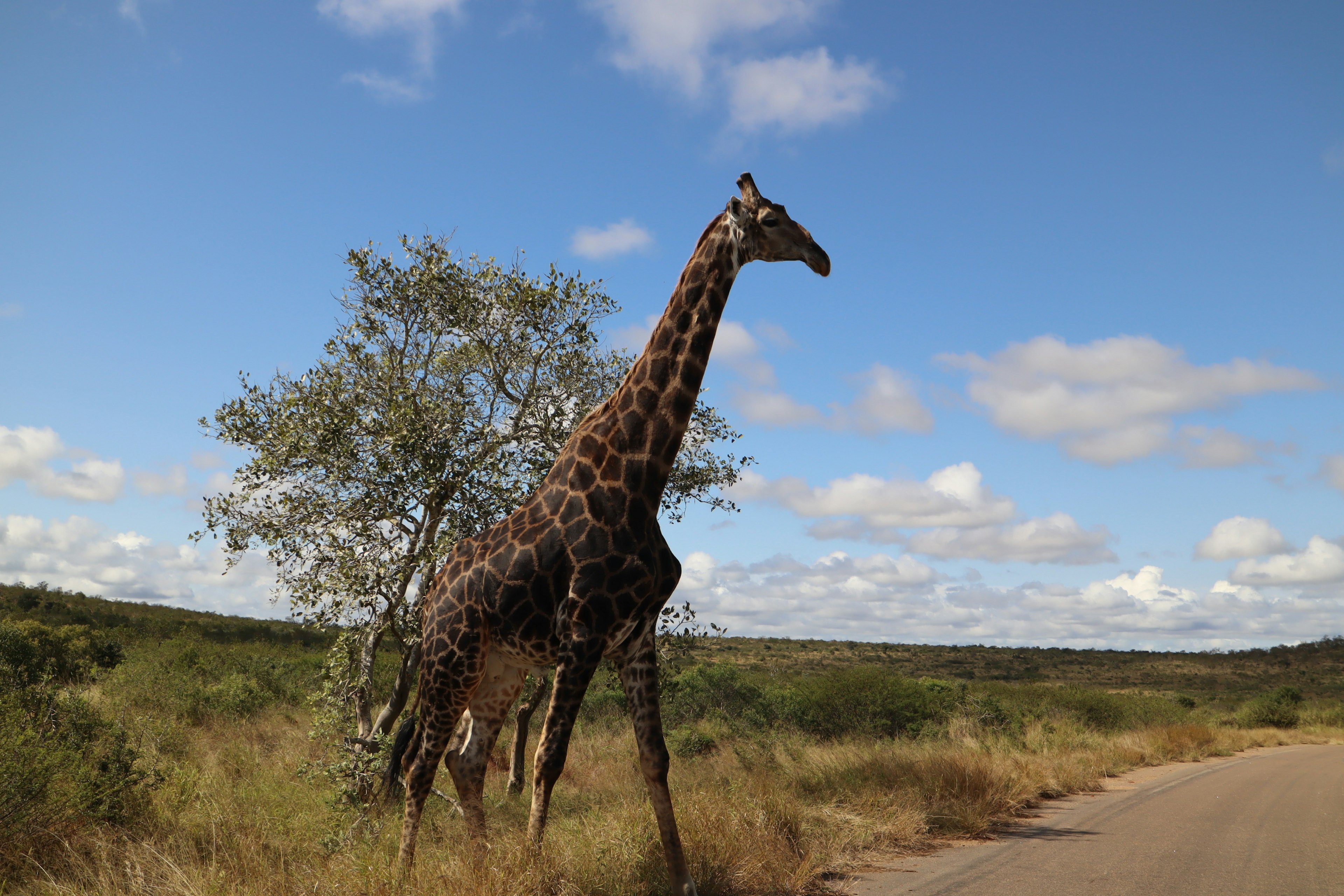 Jerapah berdiri di savana dengan latar belakang langit biru