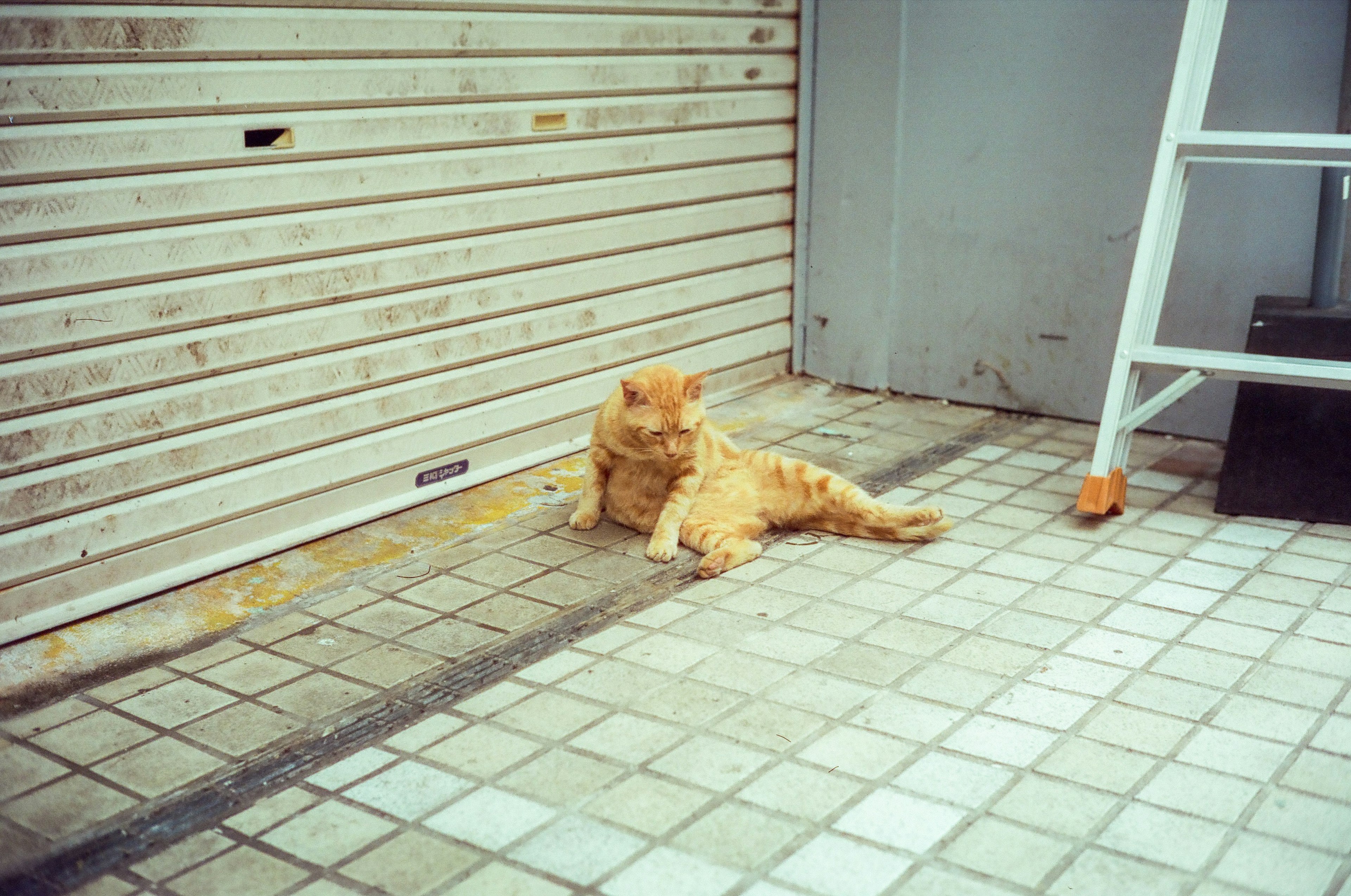 Eine orange Katze liegt auf einem gefliesten Gehweg neben einem geschlossenen Rollladen