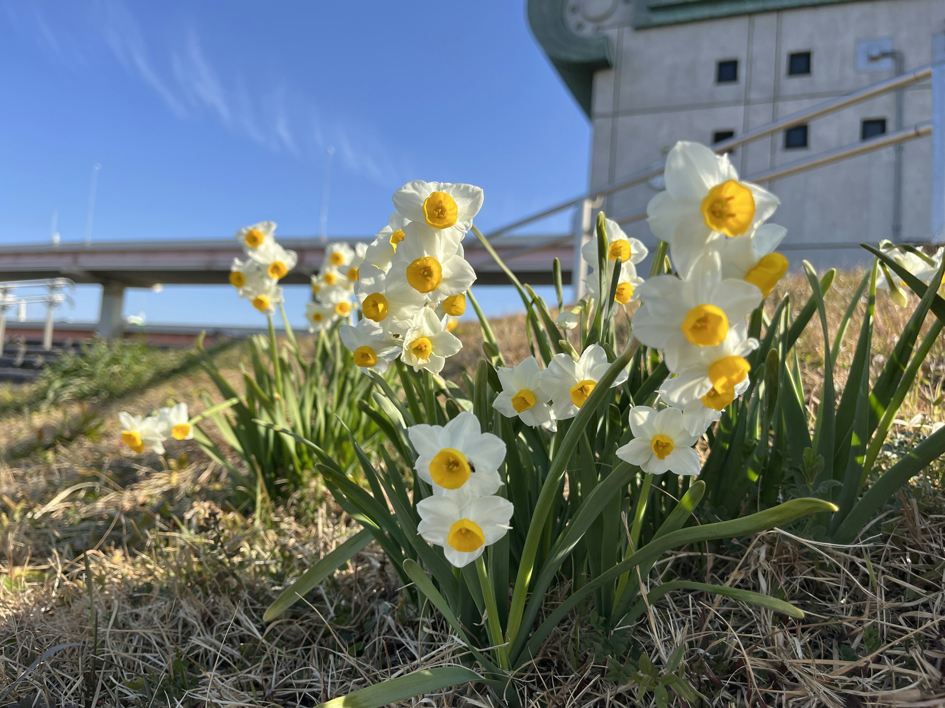 Grupo de narcisos blancos con centros amarillos contra un cielo azul