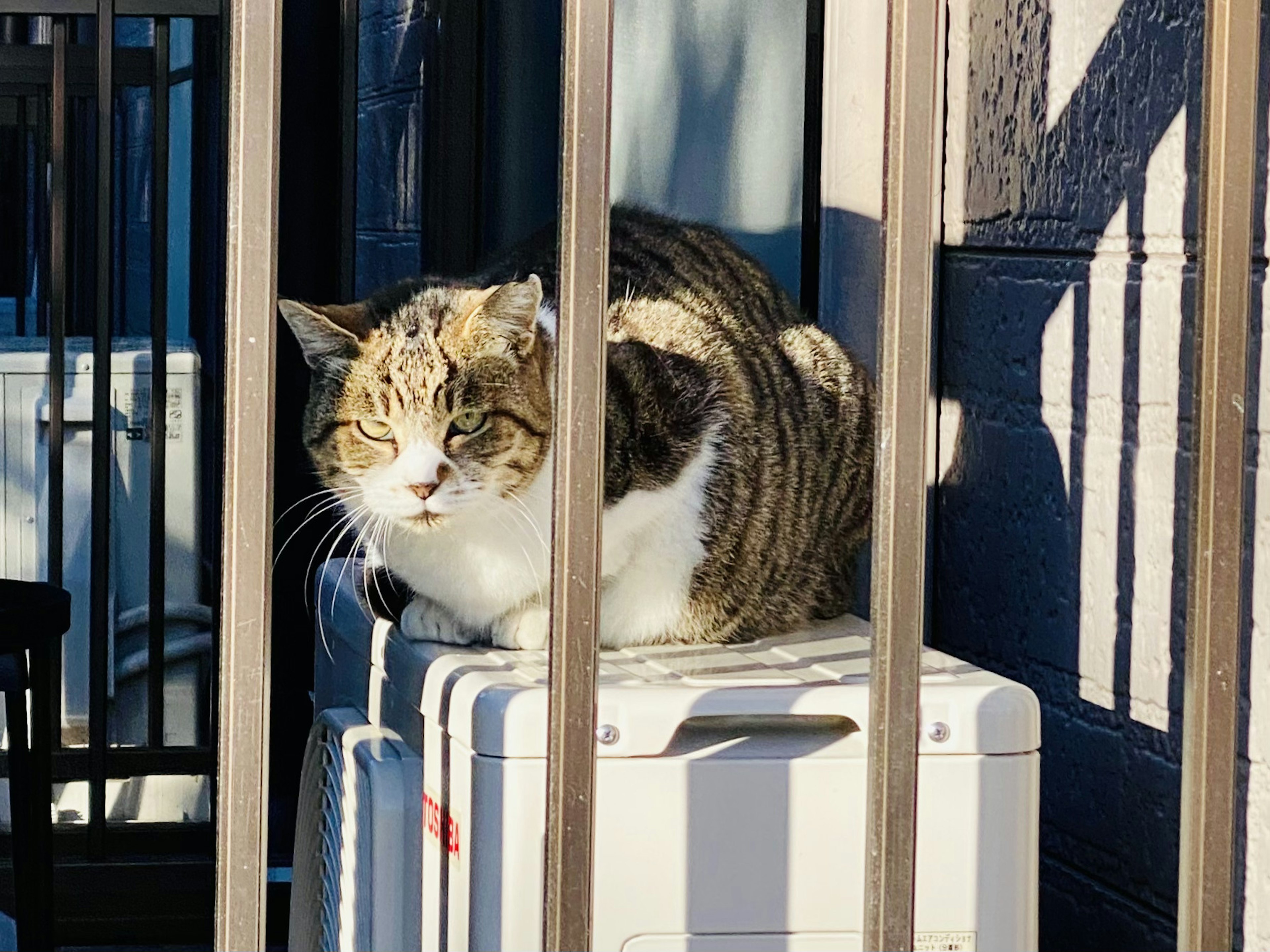 A striped cat basking in the sunlight sitting between bars