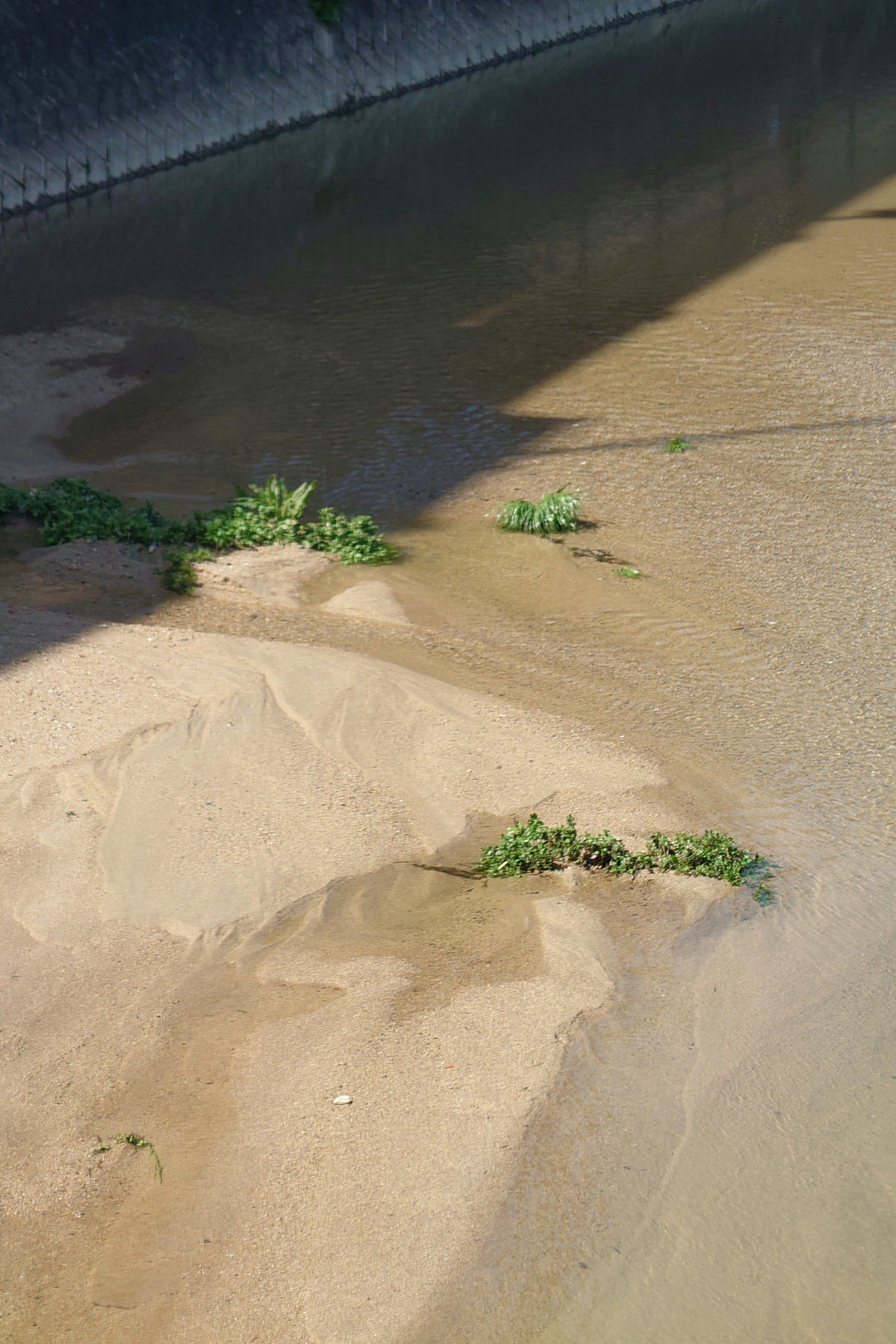 水辺の砂地に生えた緑の草と水の流れ