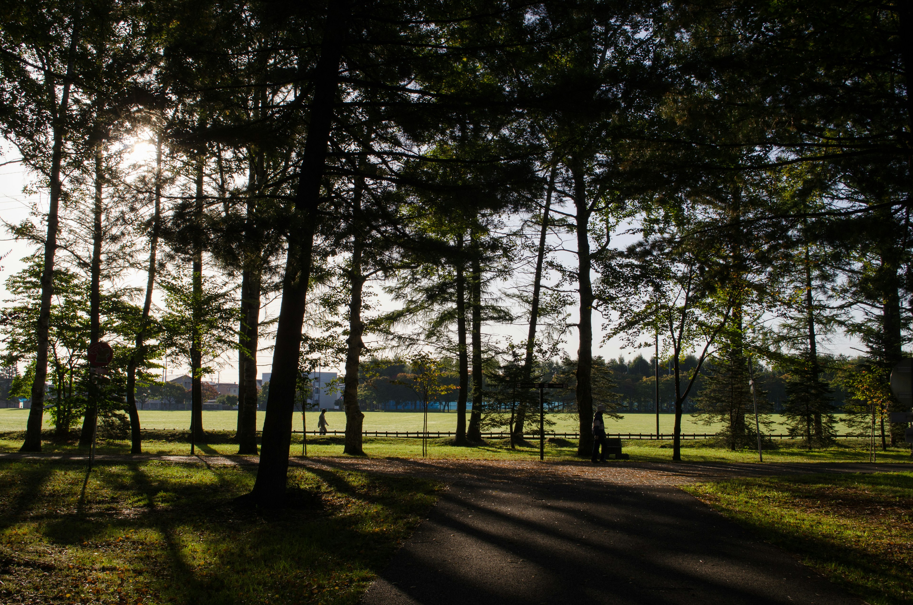 Weg durch einen Wald mit Sonnenlicht, das durch die Bäume filtert