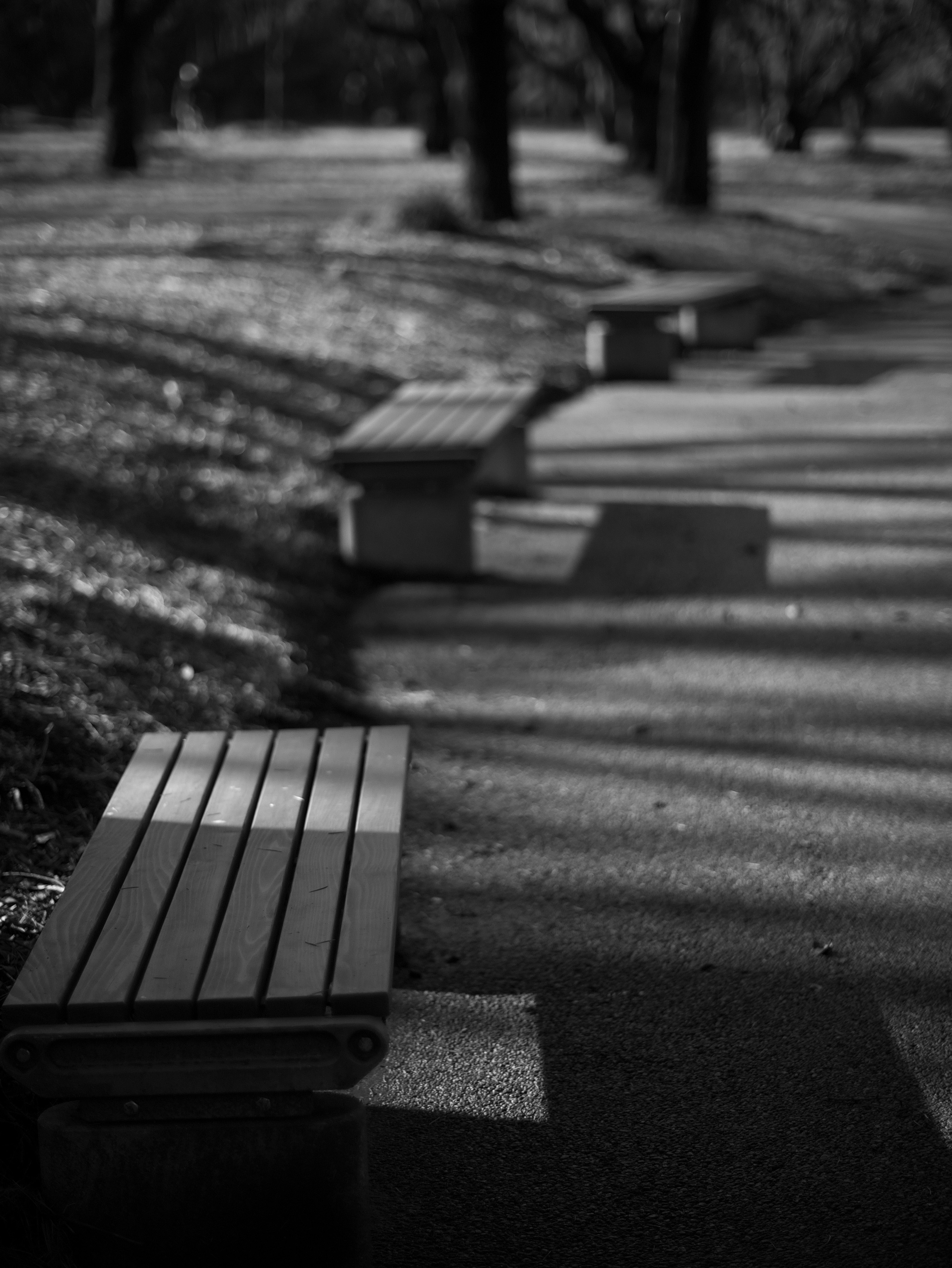 Foto in bianco e nero di panchine lungo un sentiero del parco