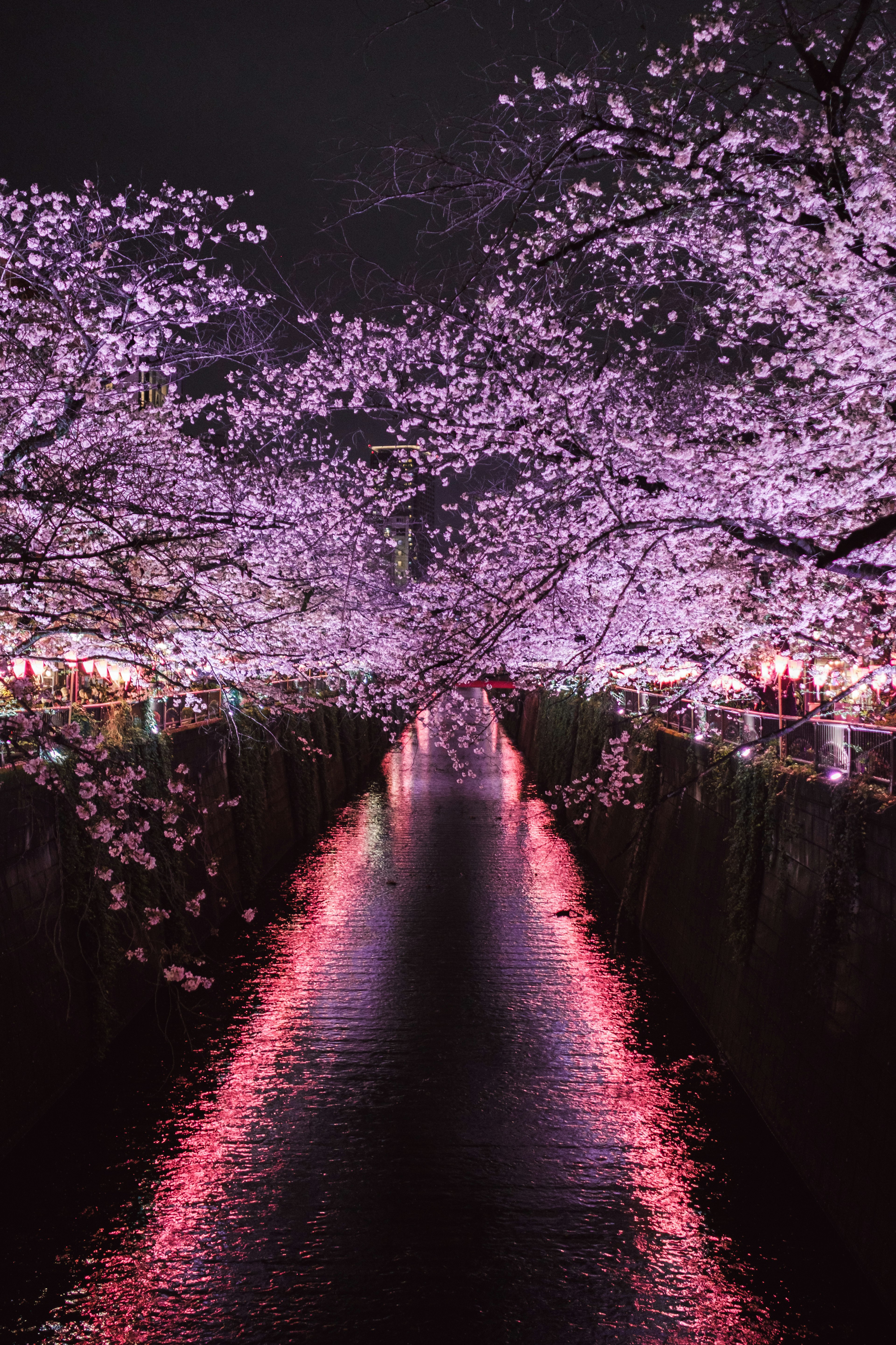 Beautiful river scene with cherry blossoms at night reflecting on the water