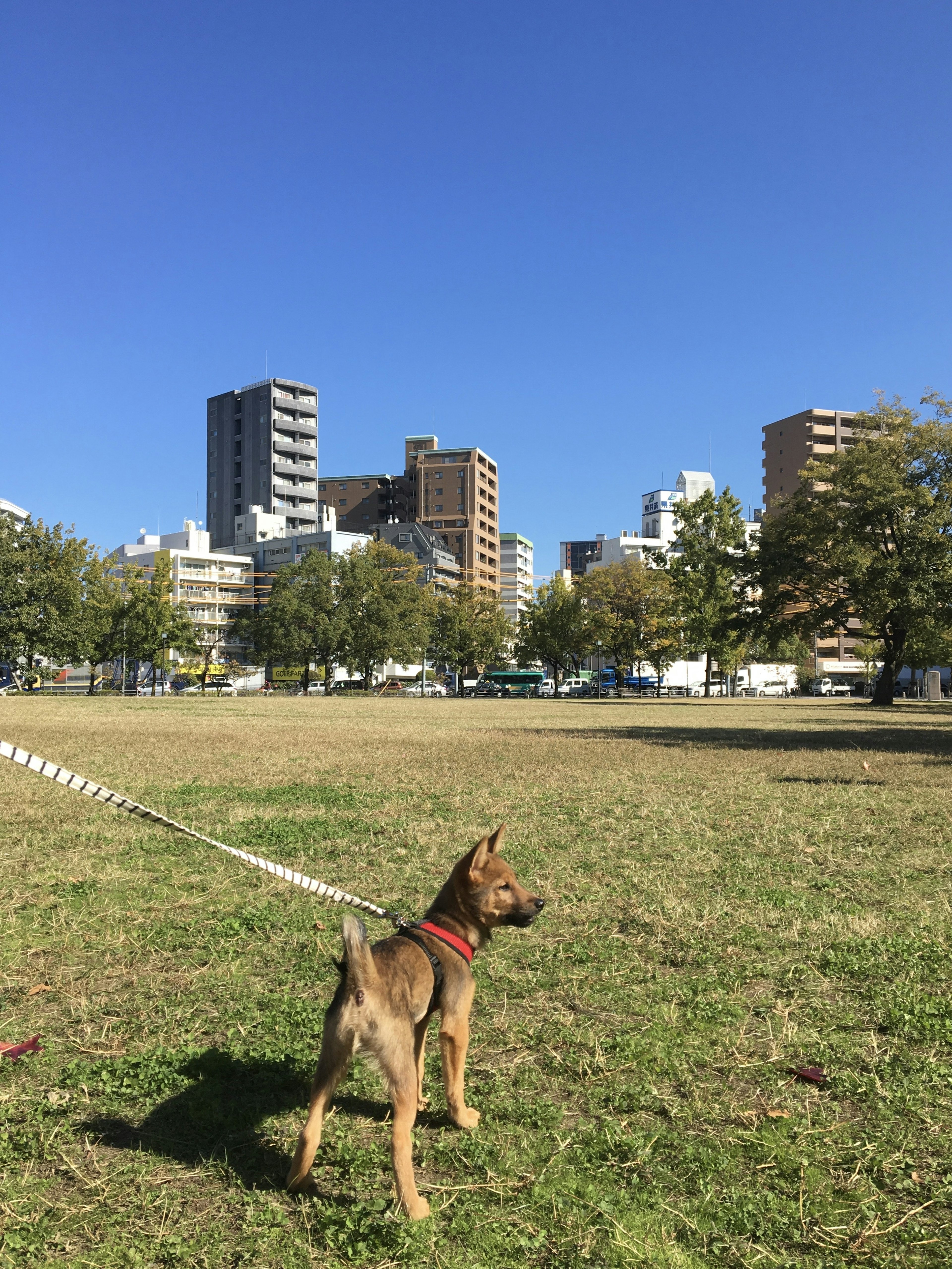 Dog standing on grass with city buildings in the background under clear blue sky