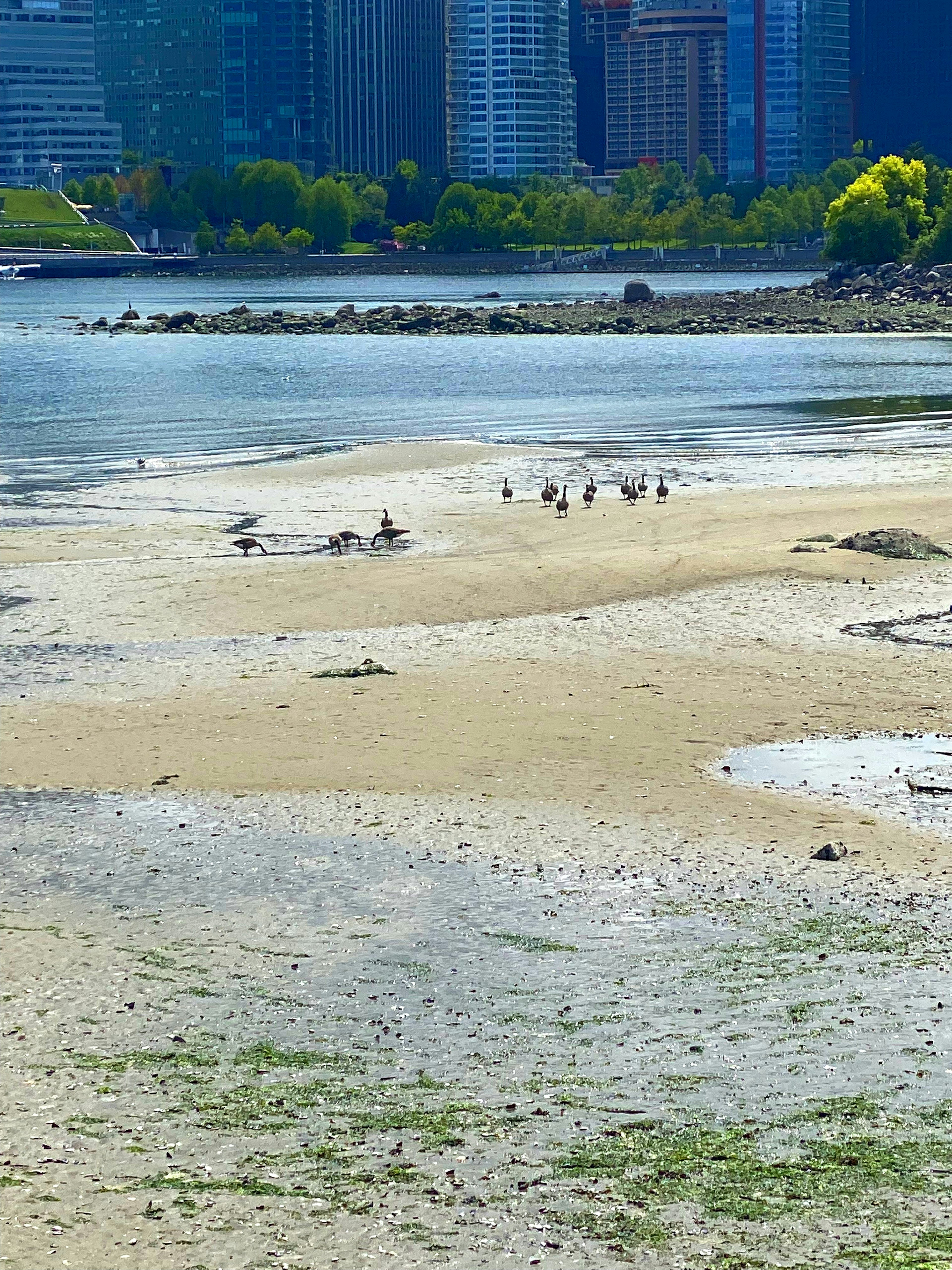 Un paisaje con un área de marea y aves acuáticas con un horizonte urbano al fondo