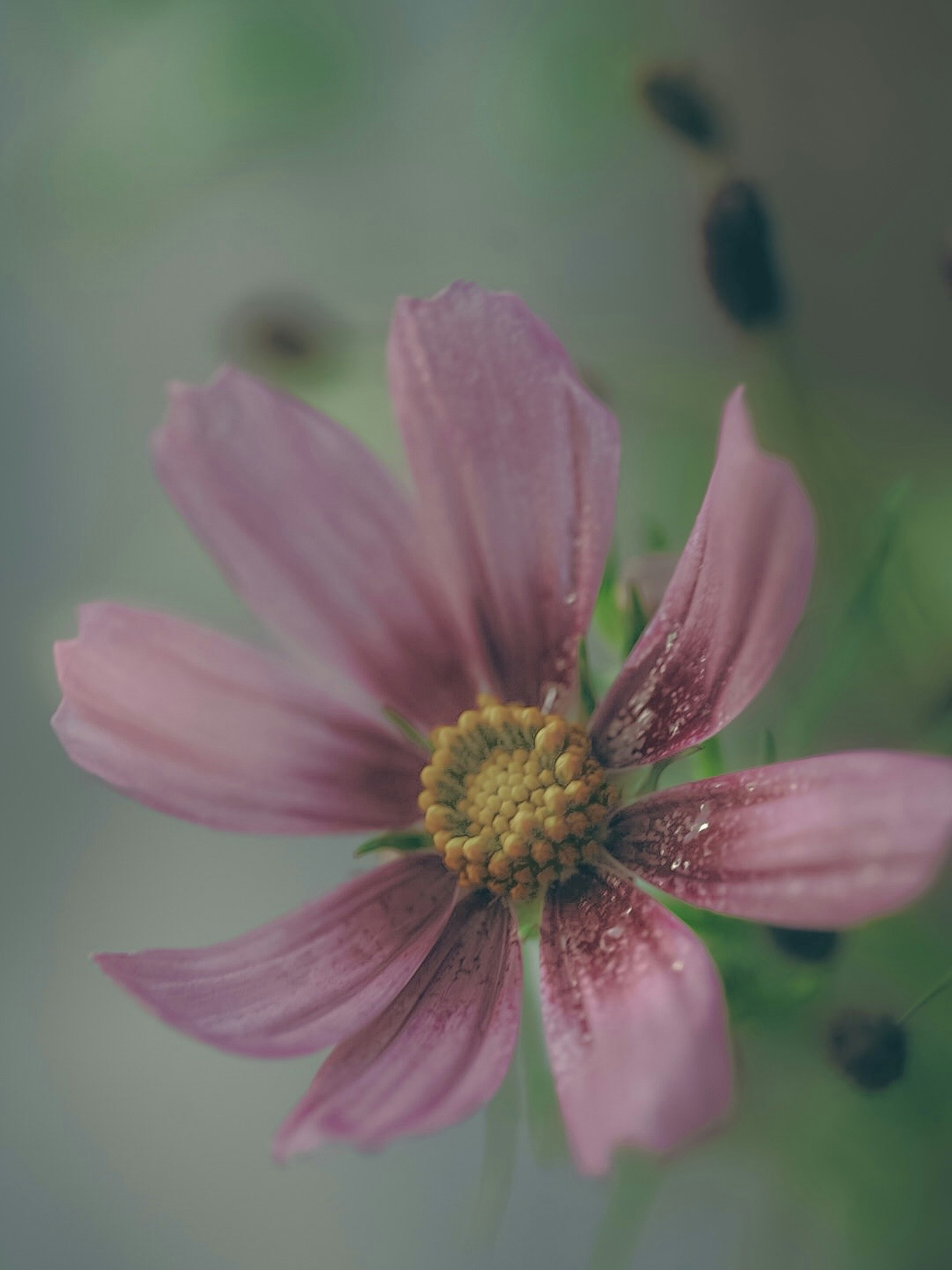 Primo piano di un fiore rosa pallido con polline giallo al centro