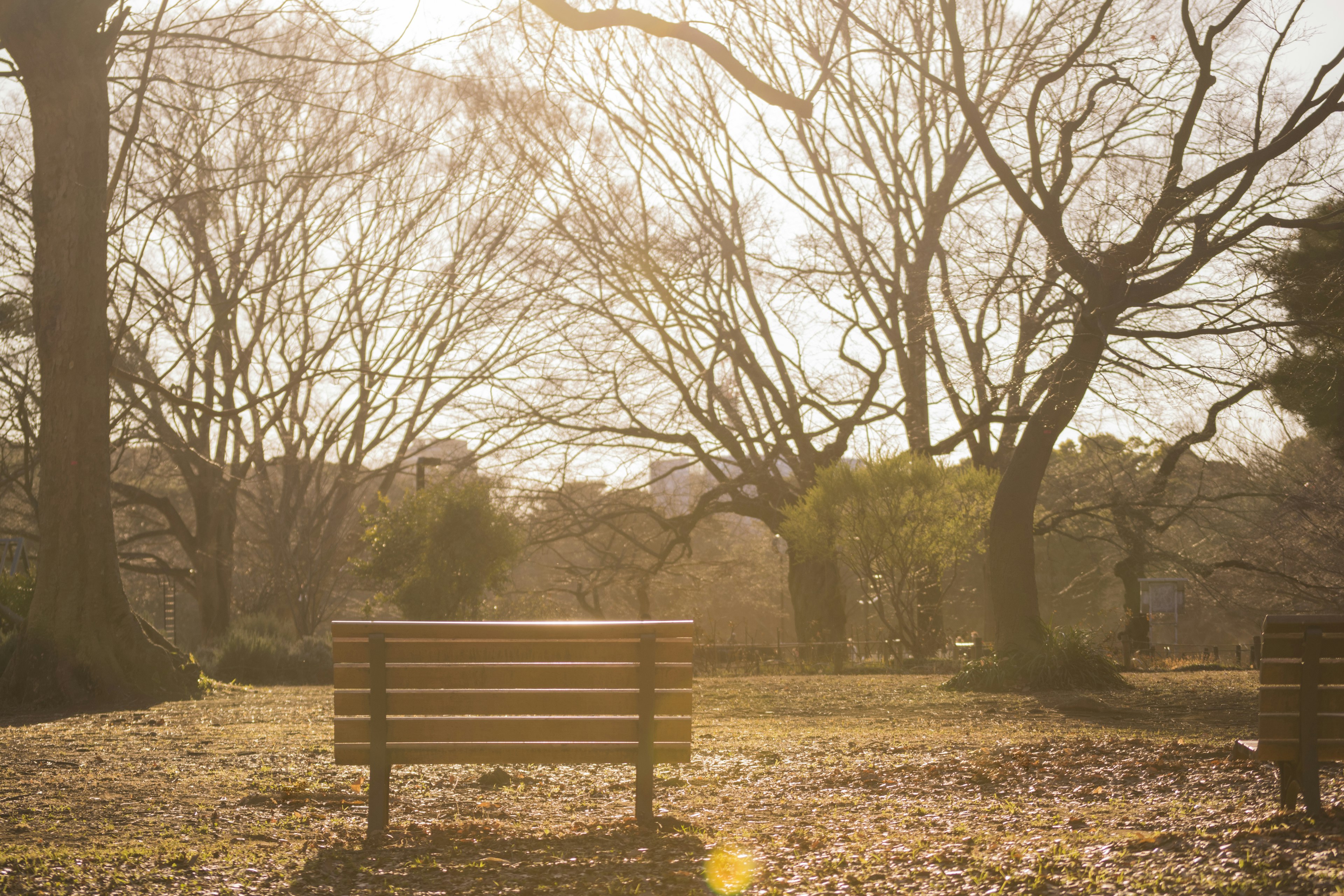 Park bench with bare trees in the background