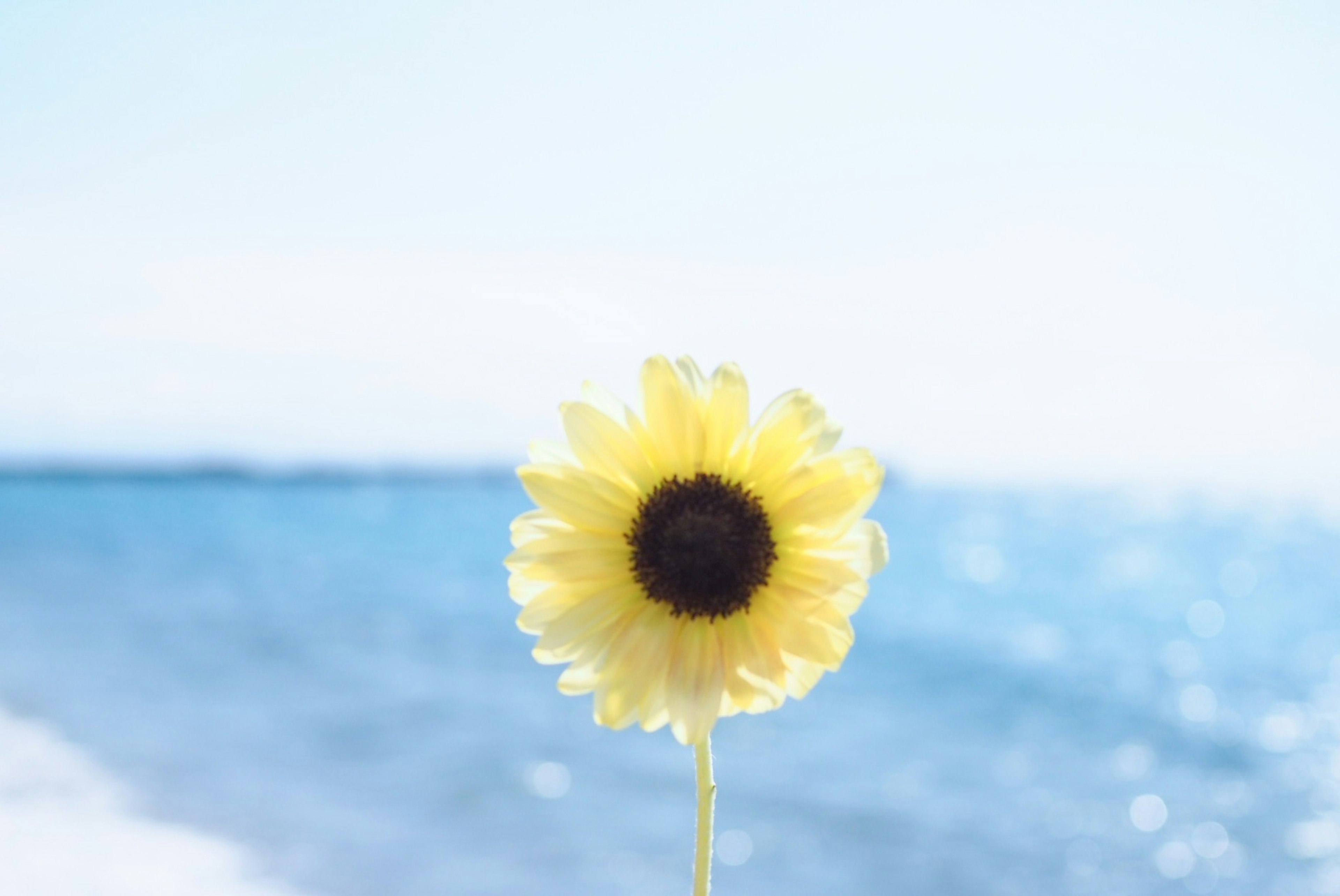 Sunflower with a blue ocean background