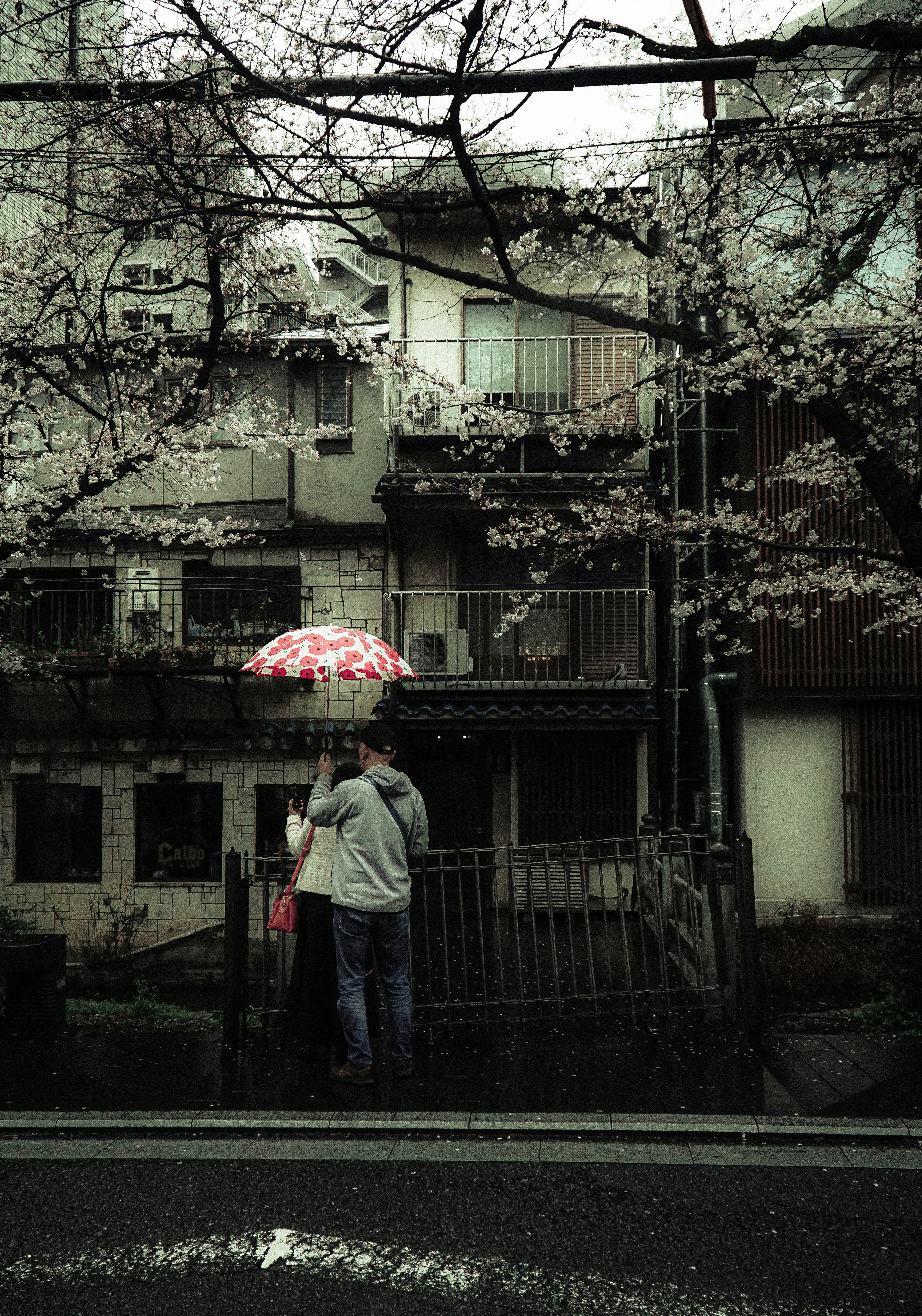 Two people under a cherry blossom tree holding an umbrella with an old apartment in the background