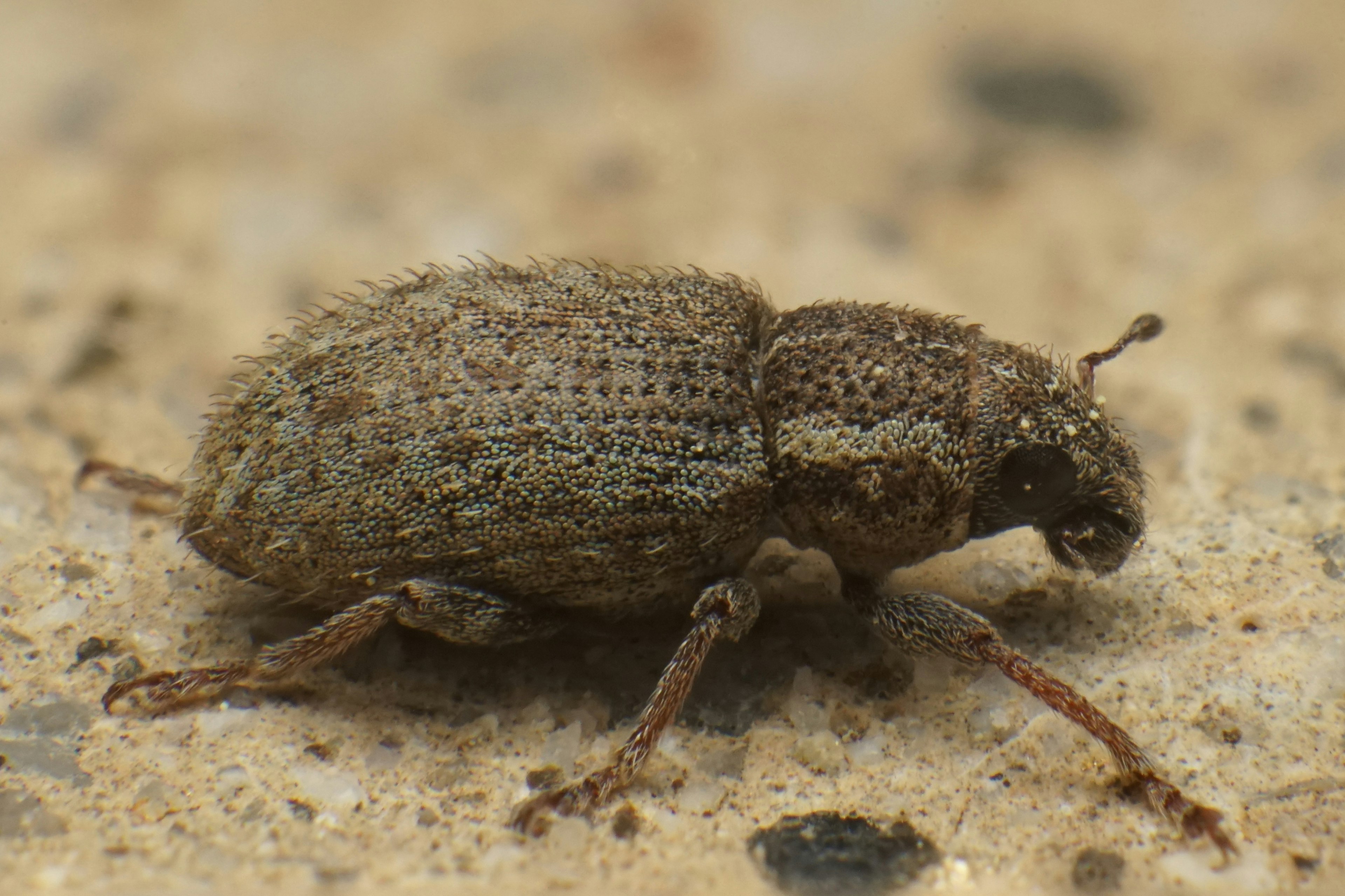 Small brown beetle on the ground