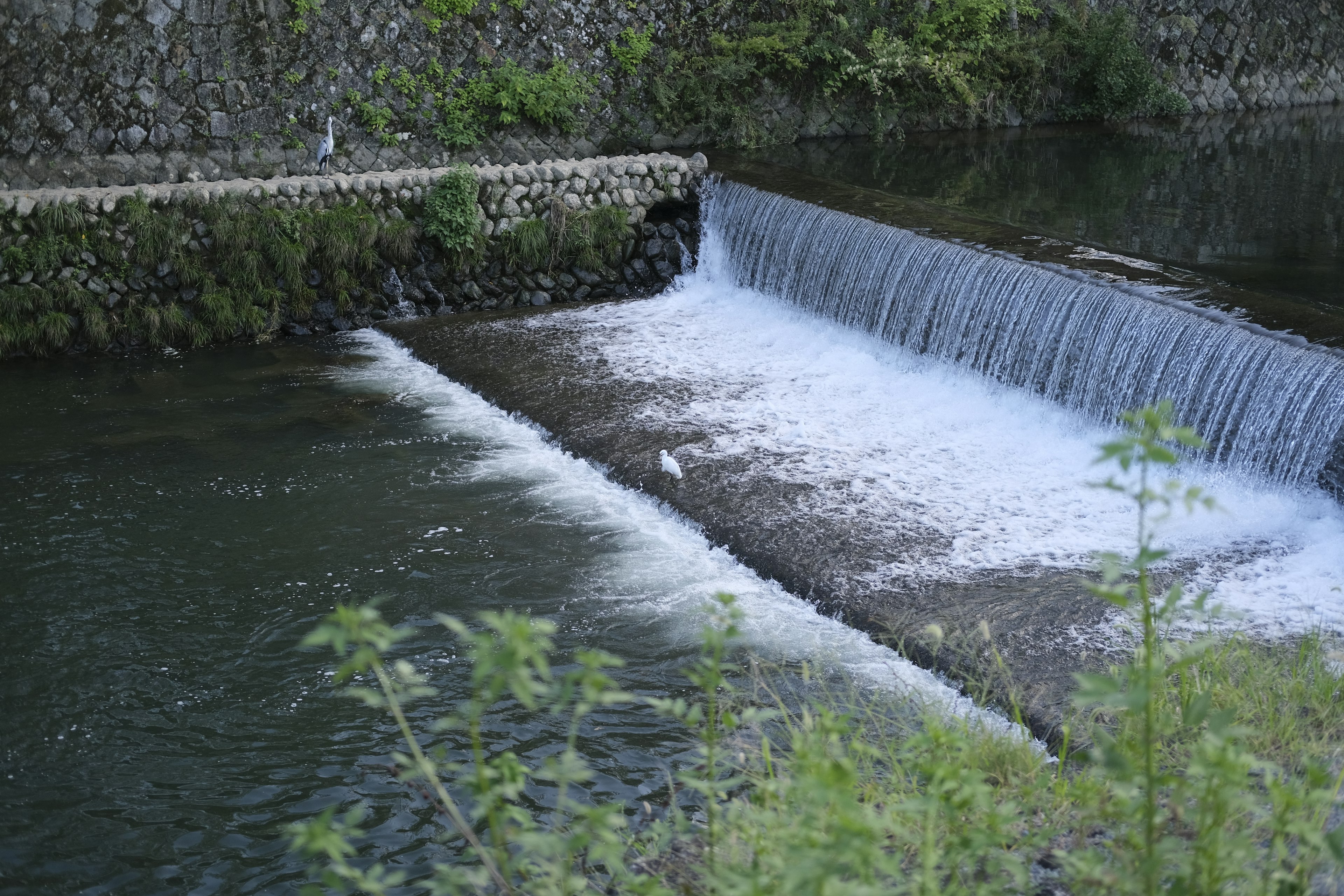 Air terjun di sungai dikelilingi oleh tanaman hijau