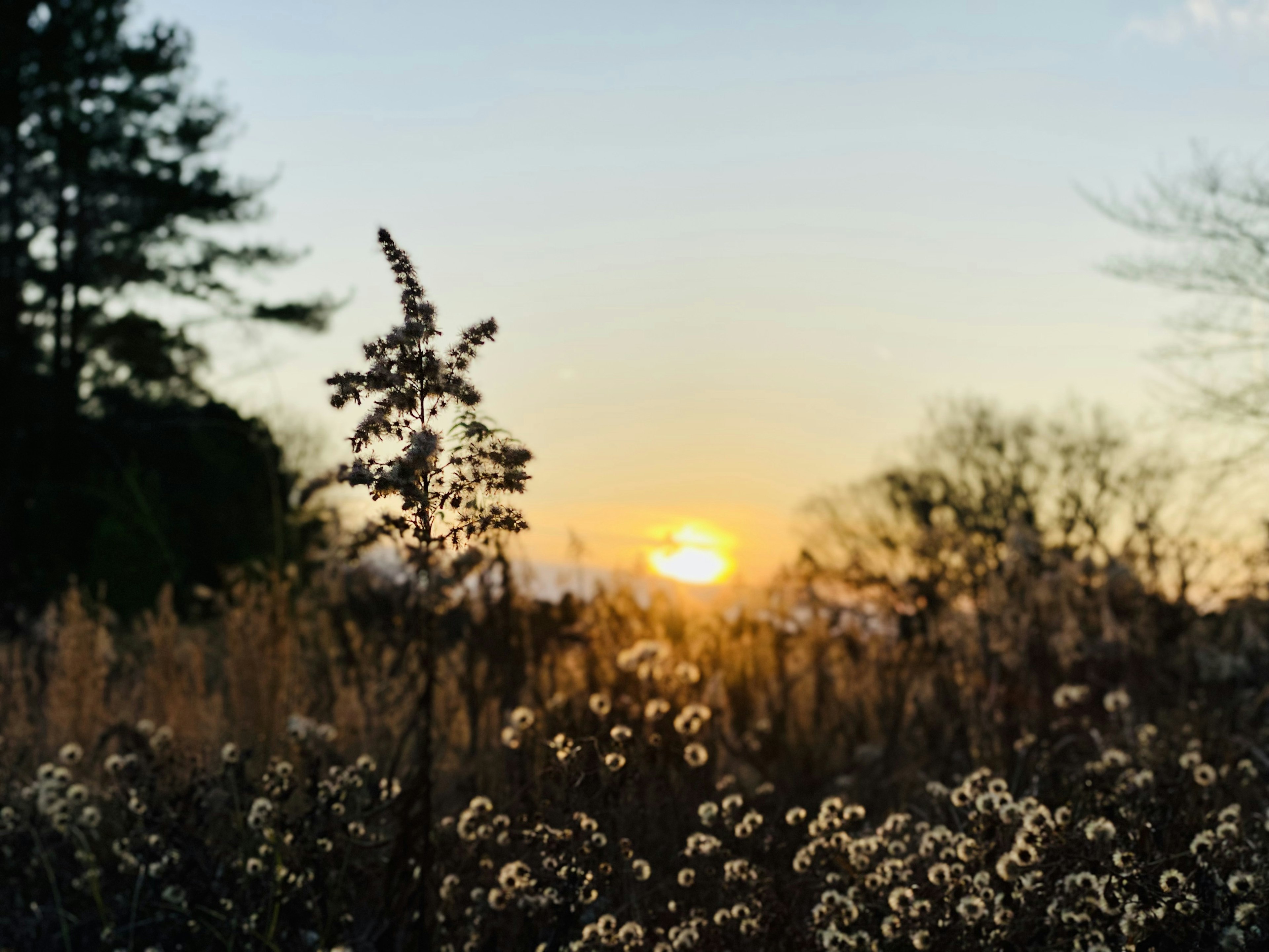 Sonnenuntergang über einem Feld mit Wildblumen und hohem Gras im Vordergrund