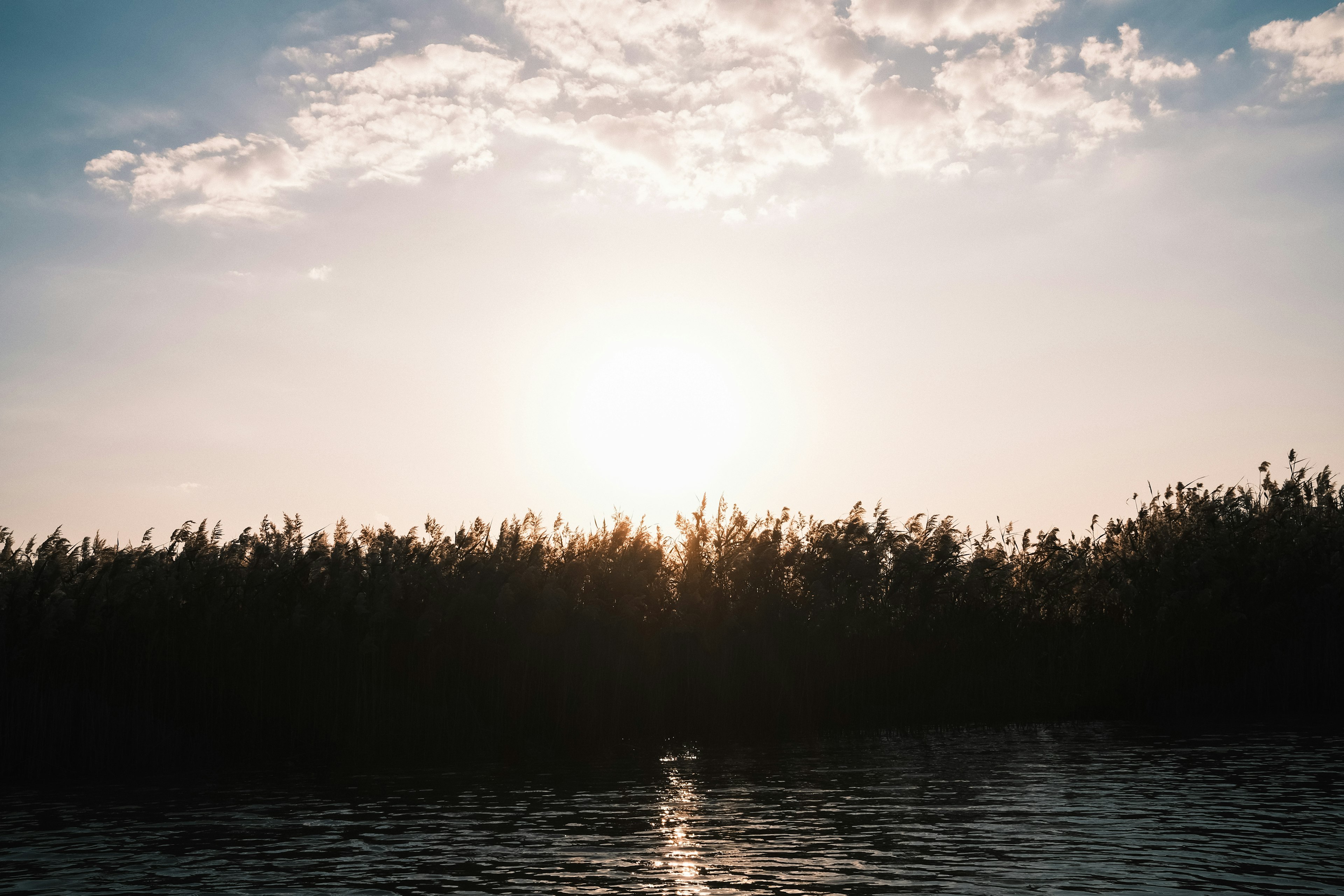 Silhouette of lush greenery against a setting sun reflecting on water