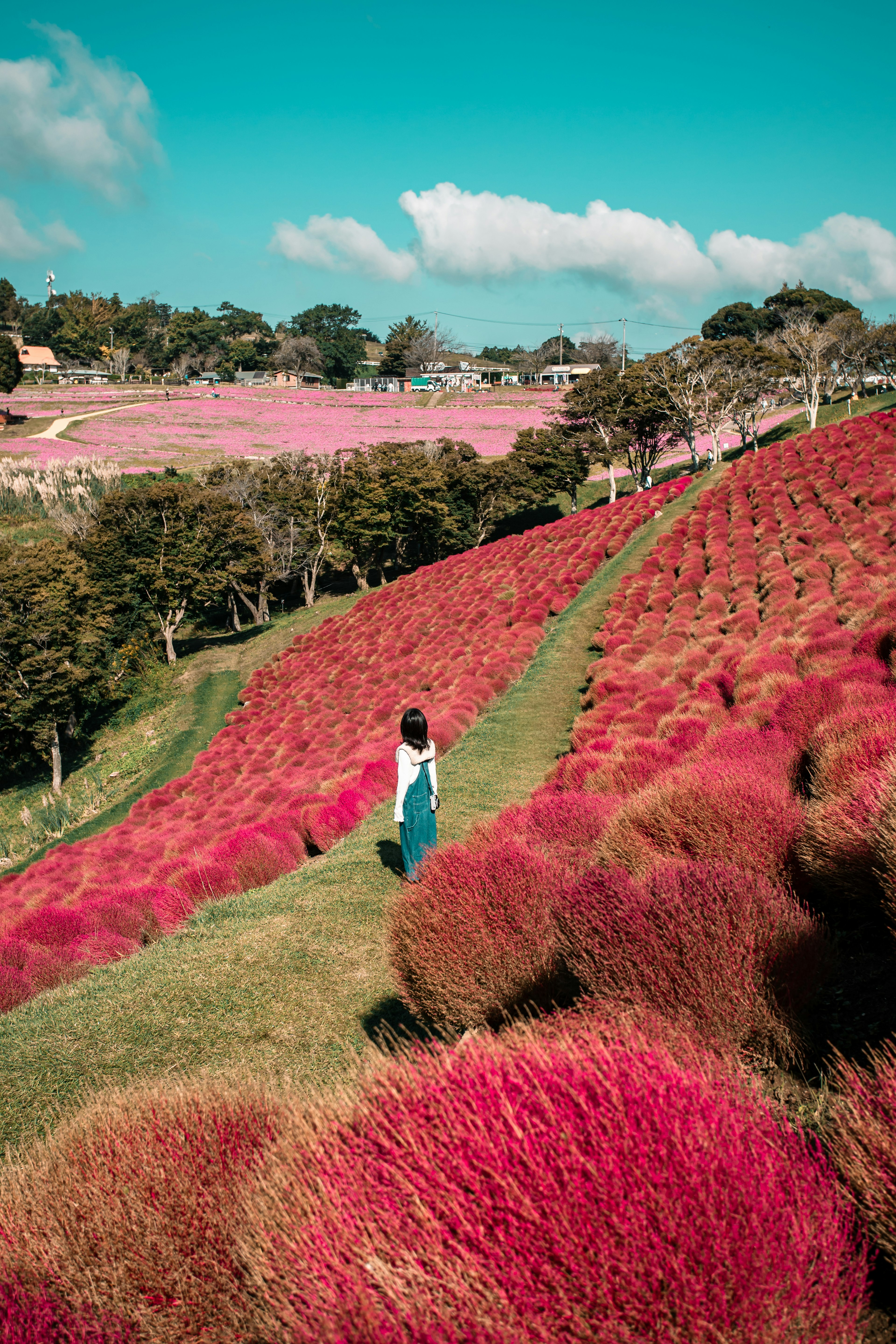 Woman standing in a vibrant pink field