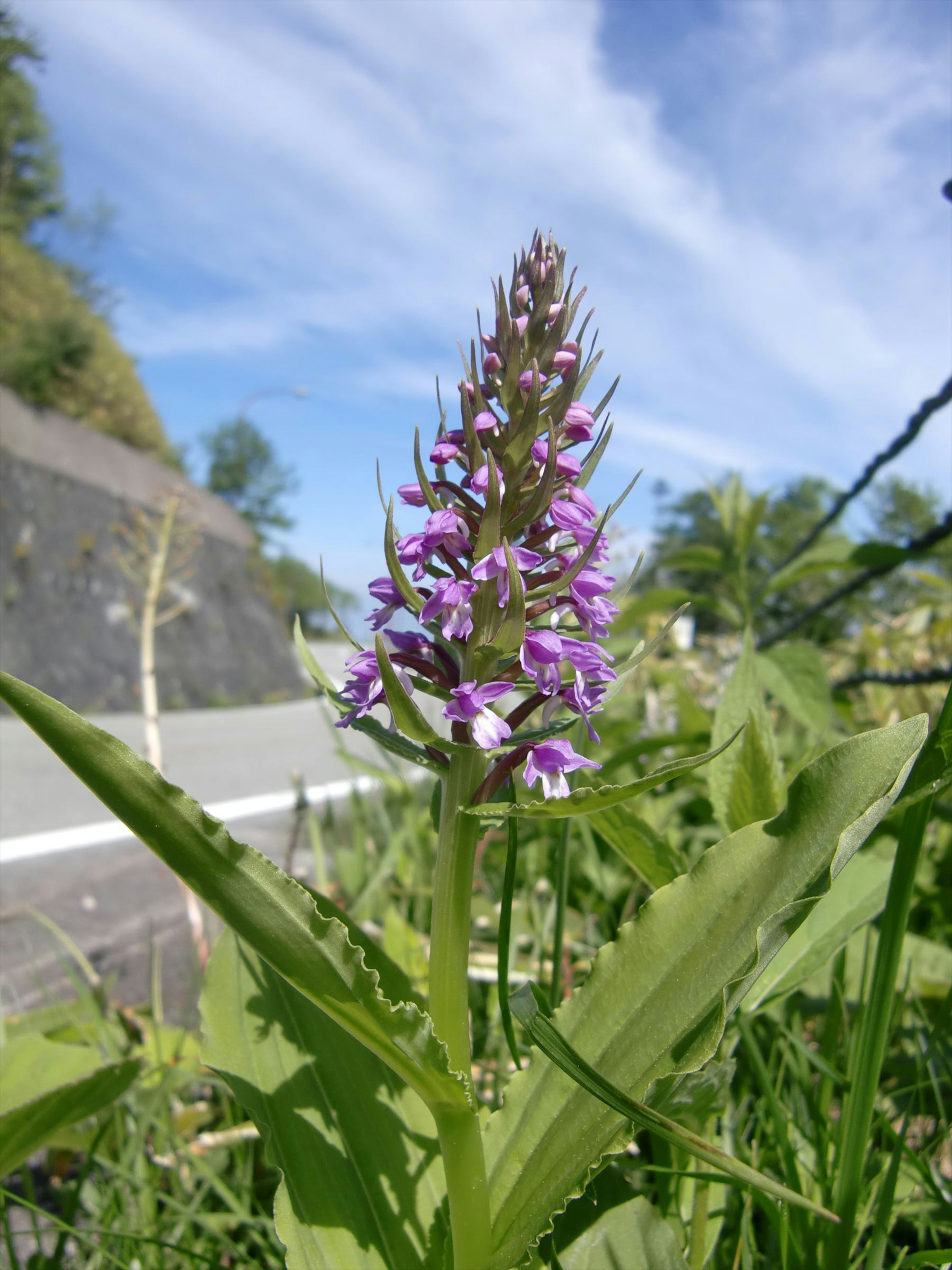 Eine blühende Pflanze mit lila Blüten, die am Straßenrand wächst