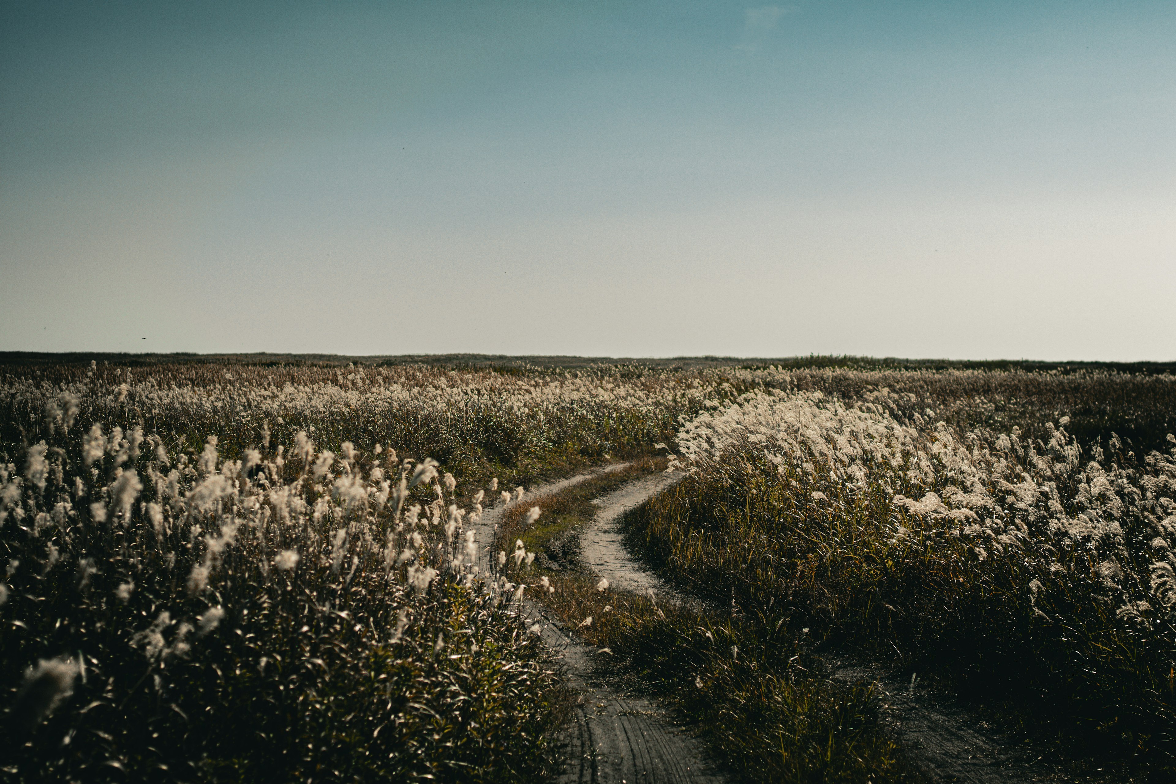 A winding path through a grassy field with white flowers under a calm sky