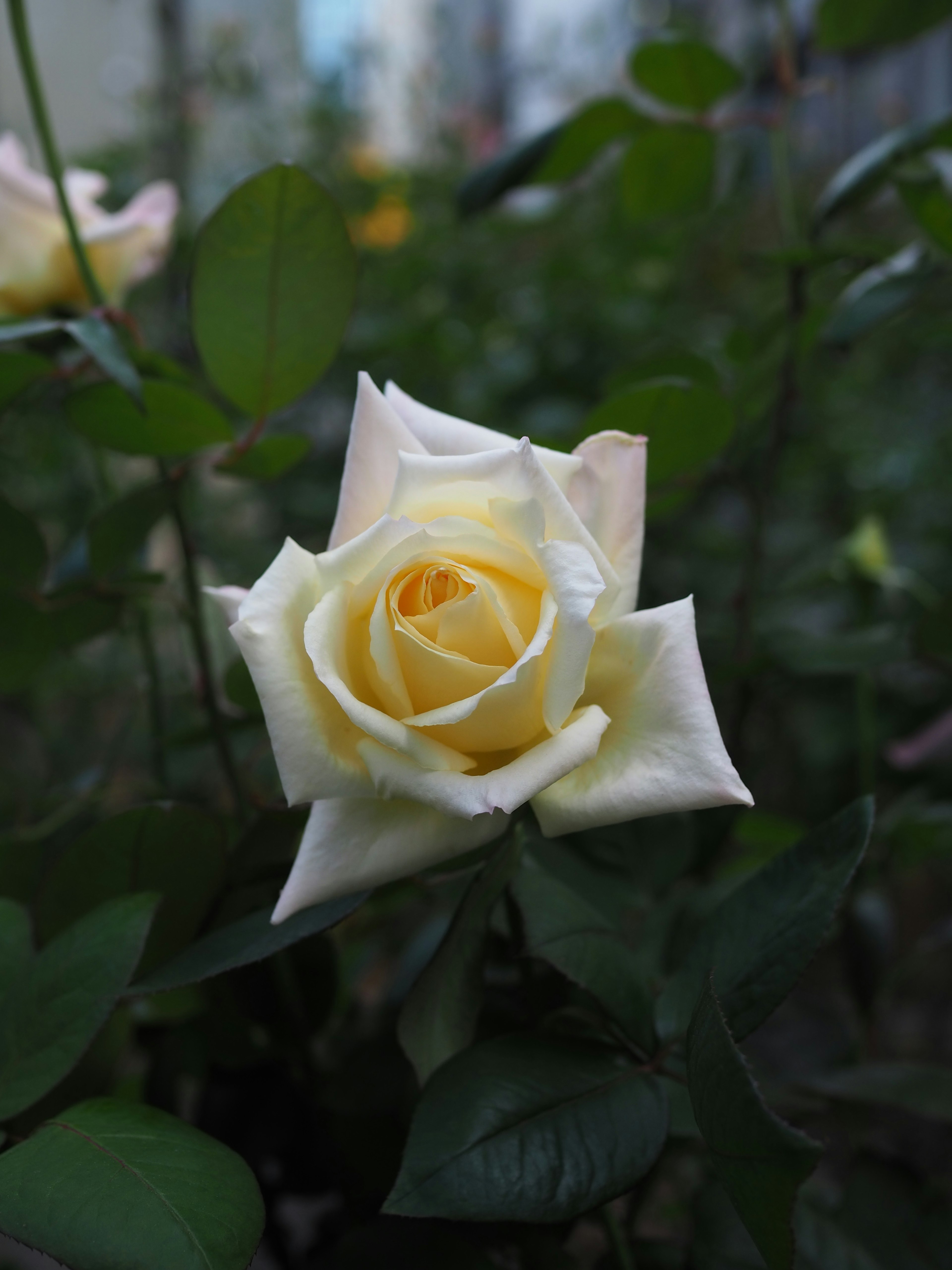 Une rose jaune pâle entourée de feuilles vertes