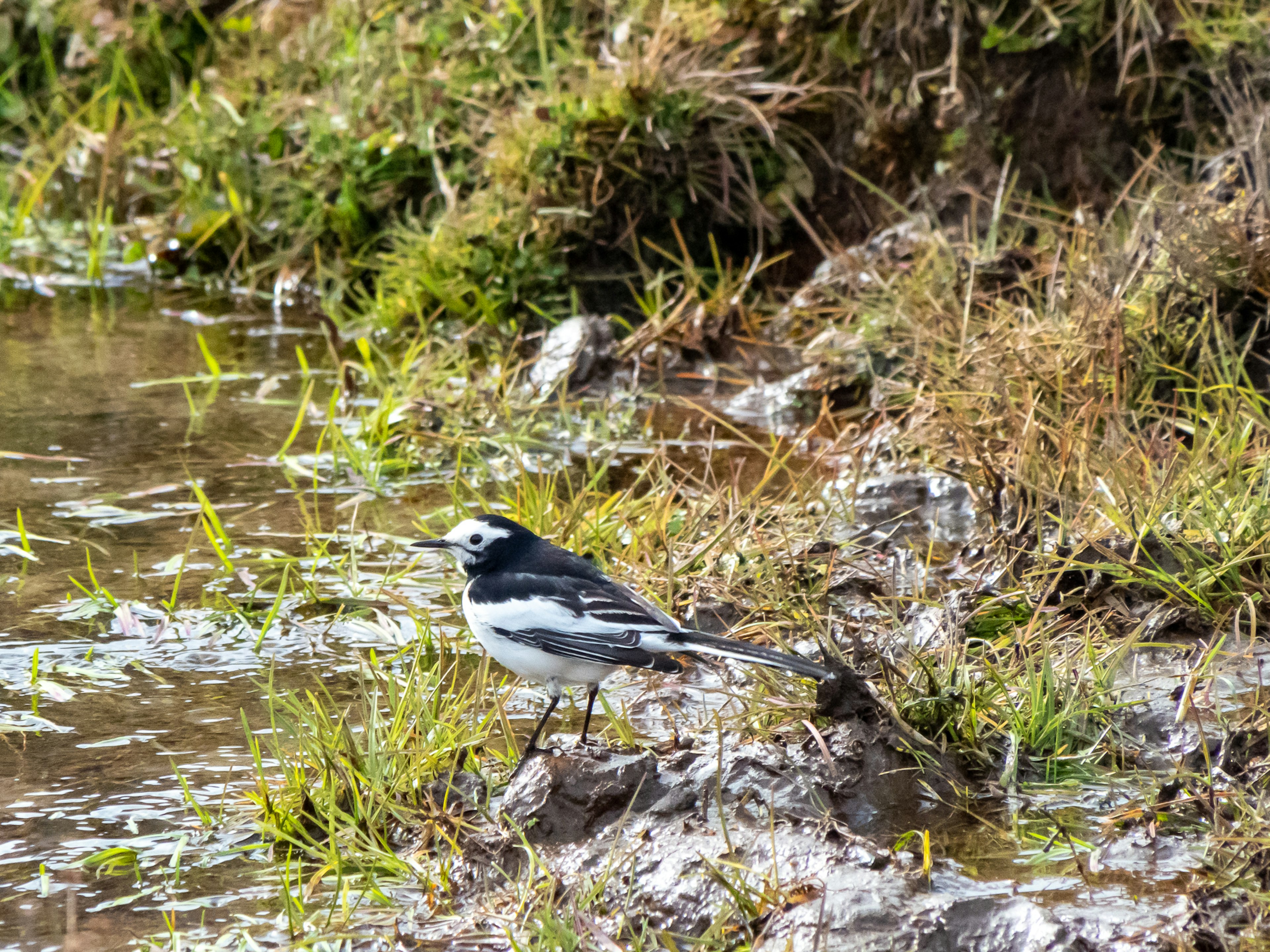 水辺に立つ白黒の鳥が草の間にいる