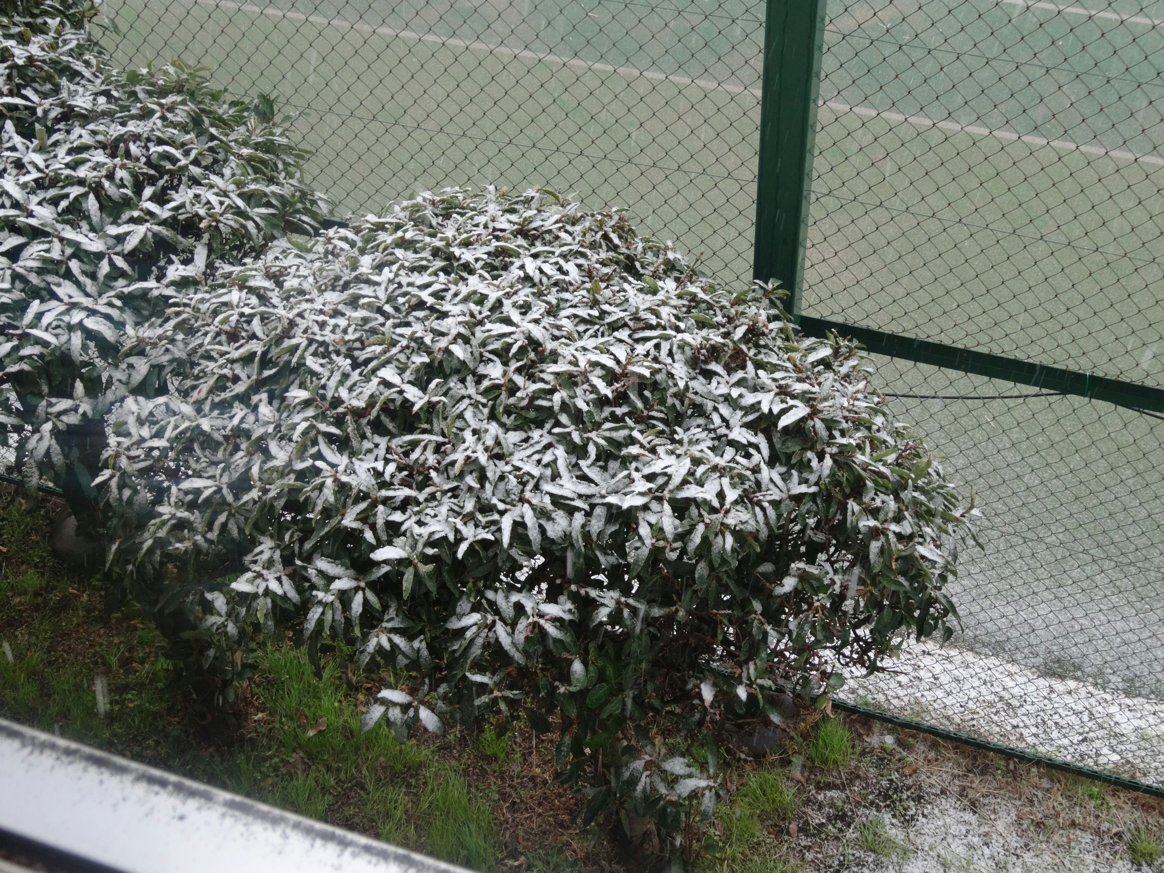 Snow-covered shrubbery near a tennis court fence