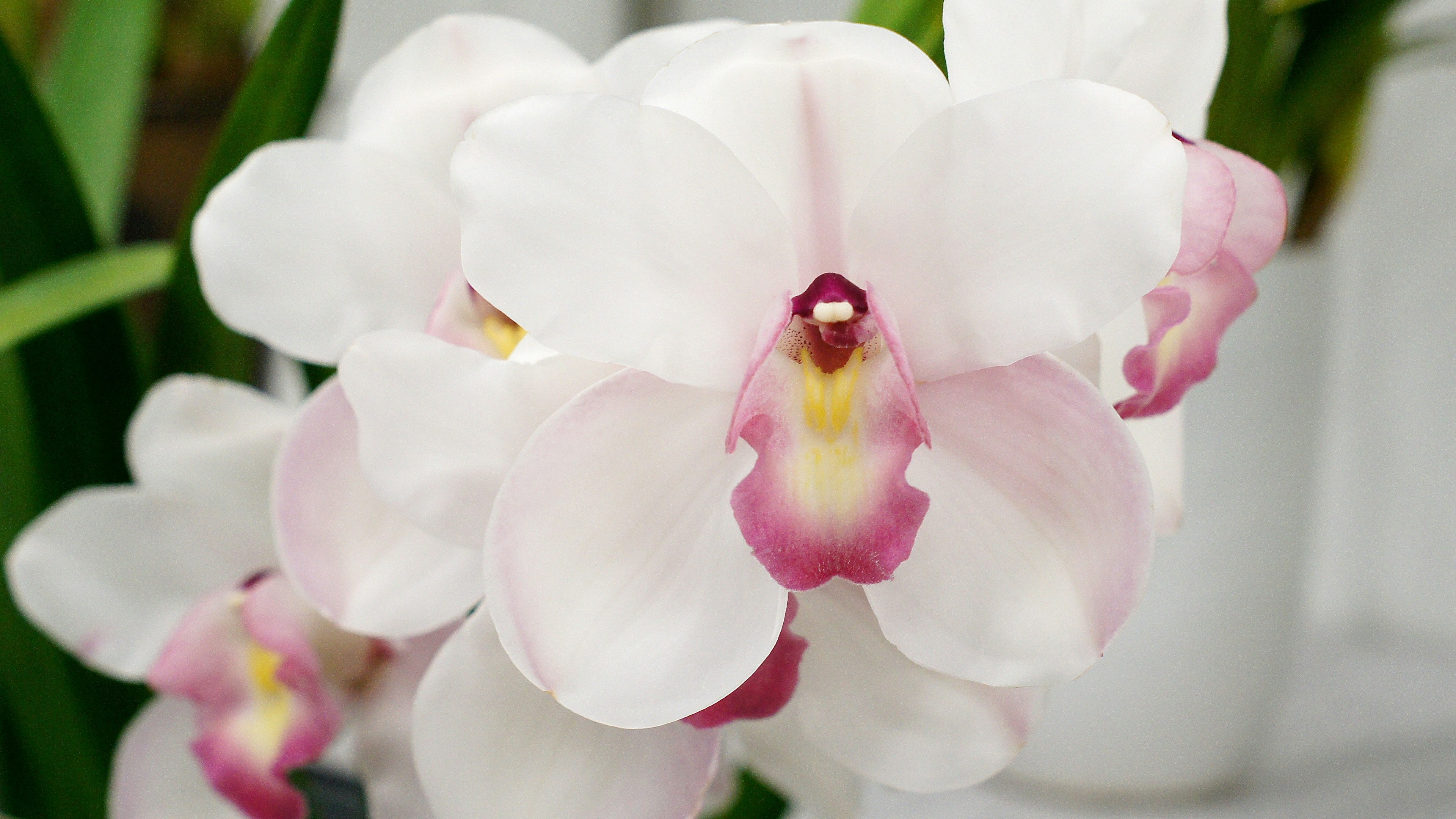 Hermosas flores de orquídeas blancas y rosas en flor