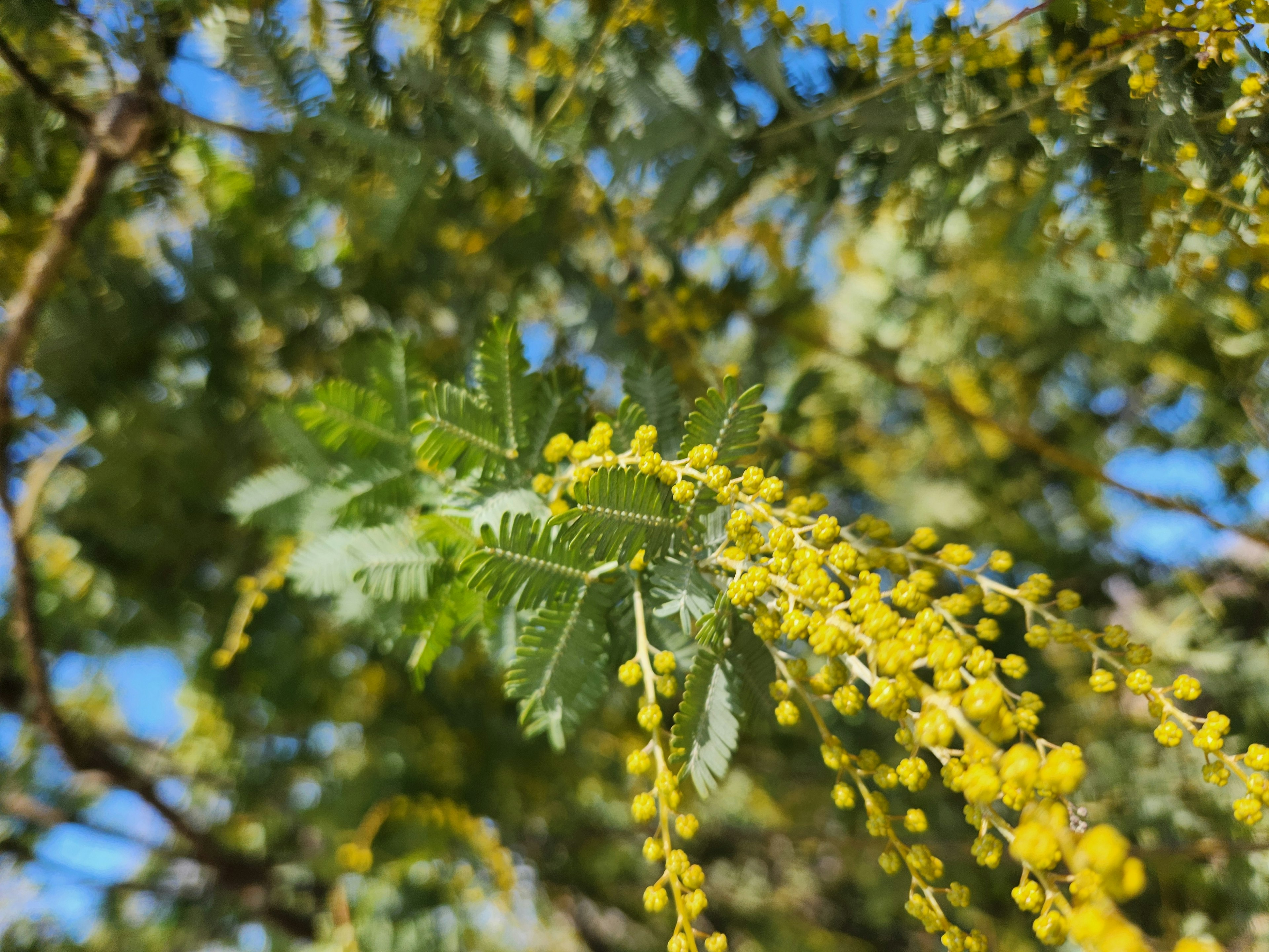 Cabang mimosa dengan bunga kuning cerah dalam kelompok