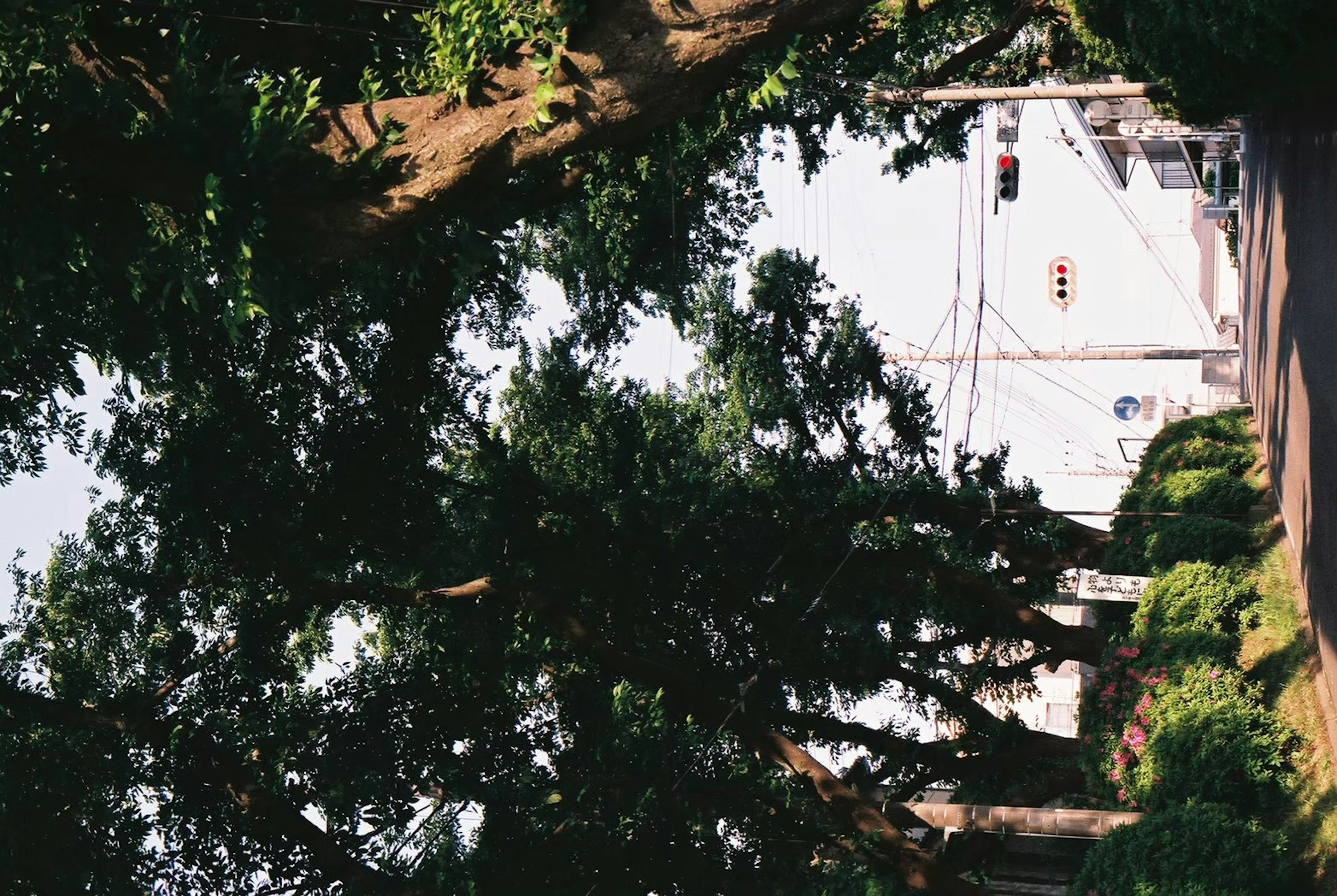 Vue pittoresque d'une rue calme entourée d'arbres verts luxuriants