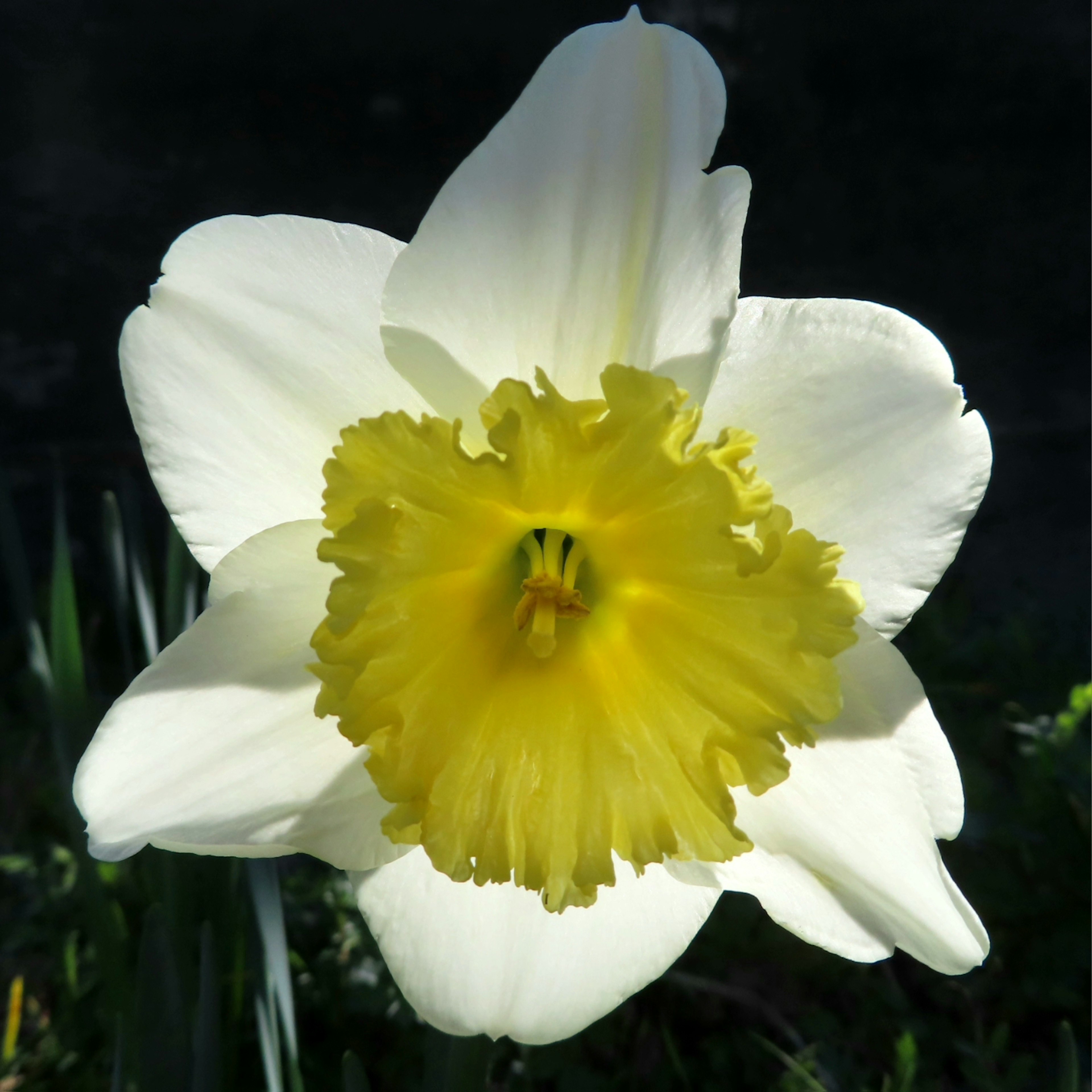 白い花弁と明るい黄色の中心を持つ水仙の花