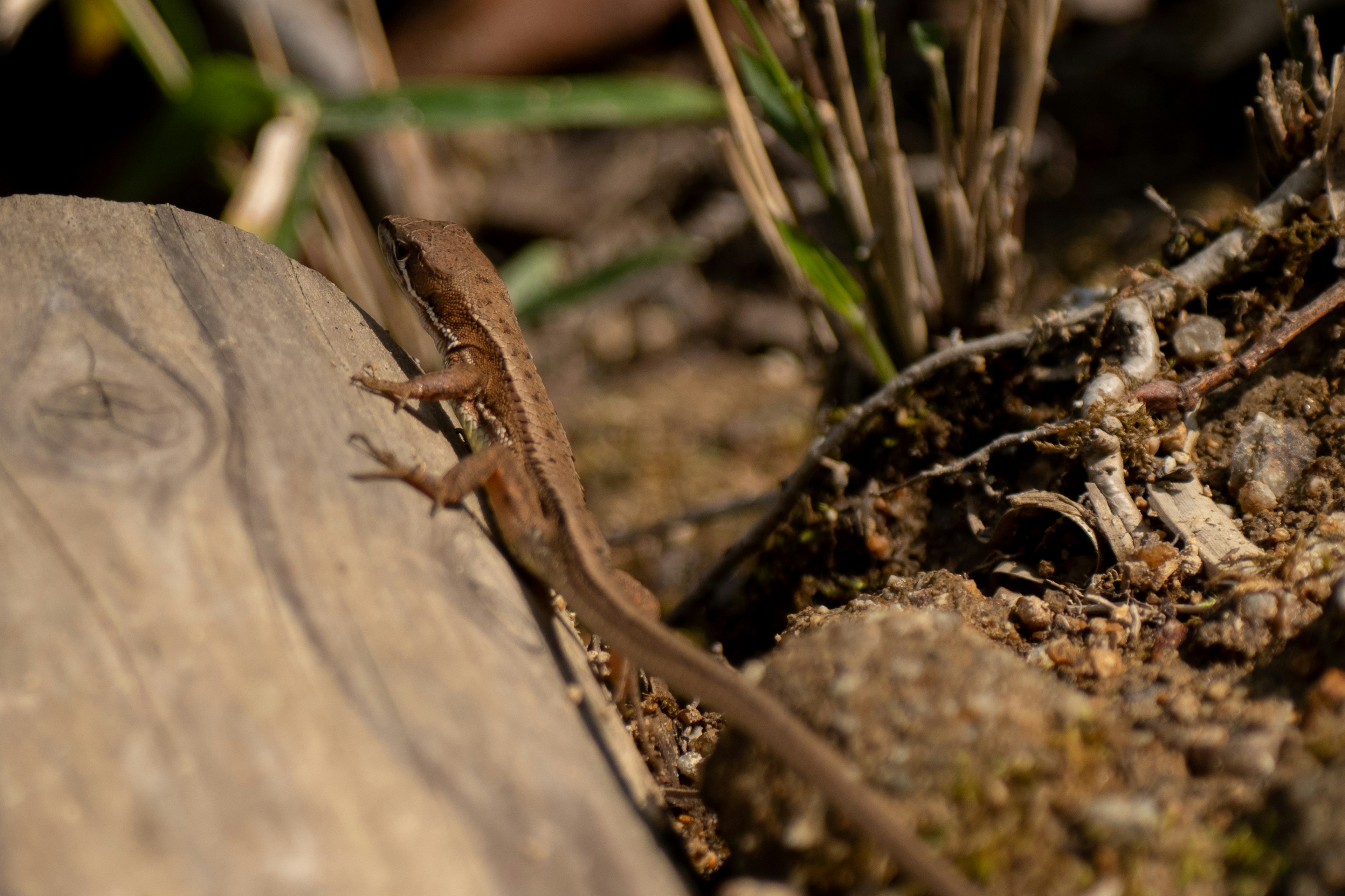 A small lizard walking beside a piece of wood