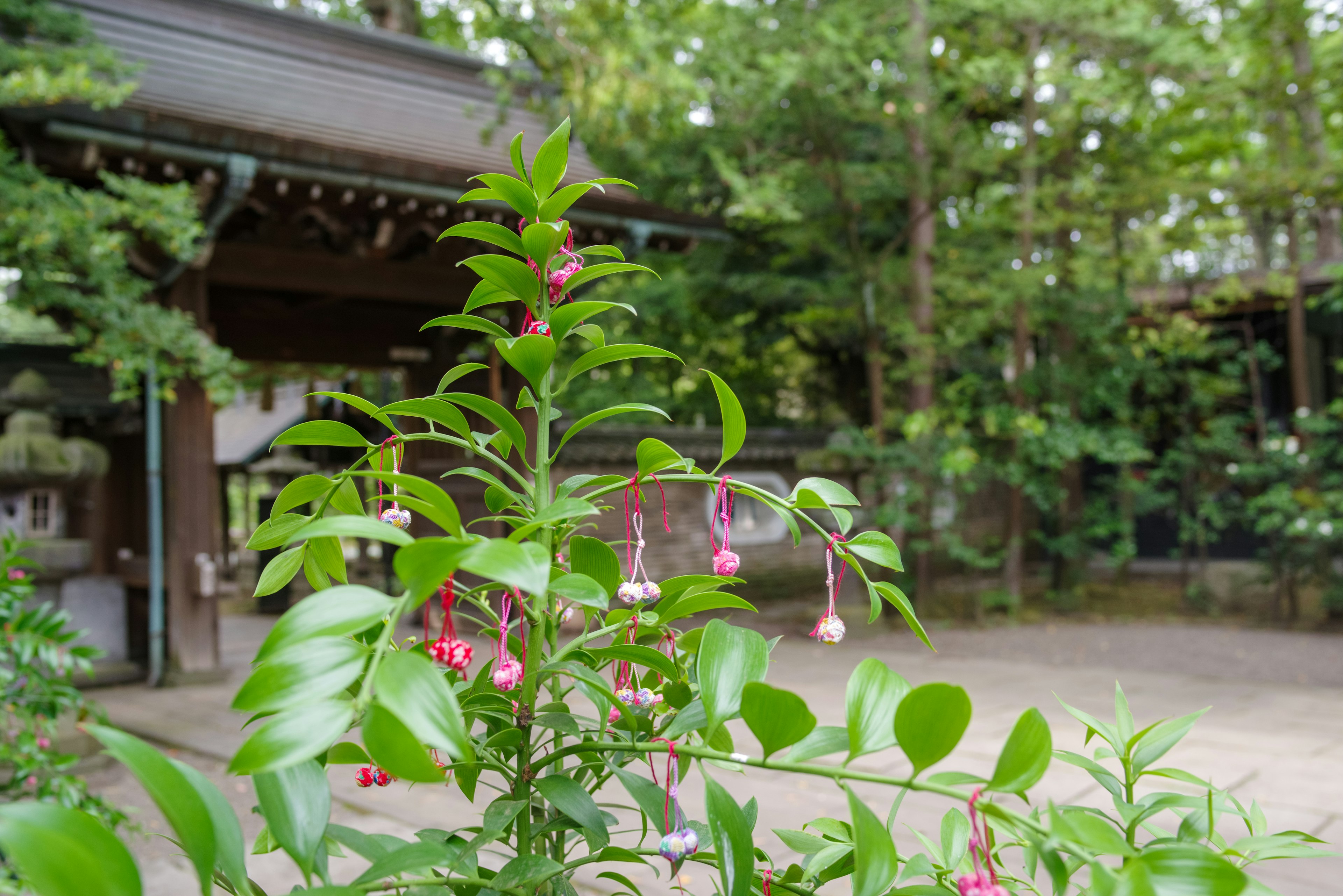 A plant with pink flowers in a lush green garden with trees in the background