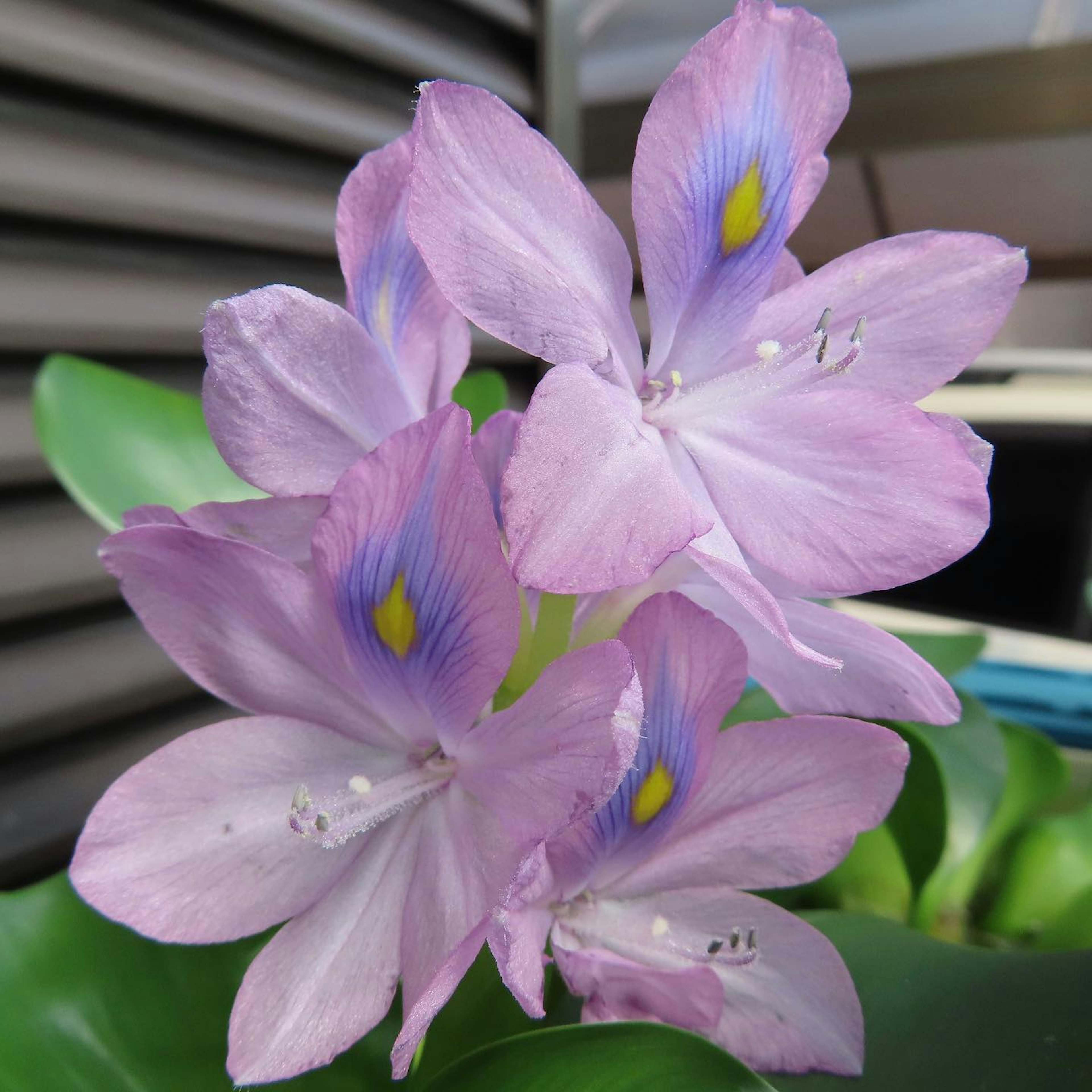 Cluster of pink water lily flowers with purple and yellow accents