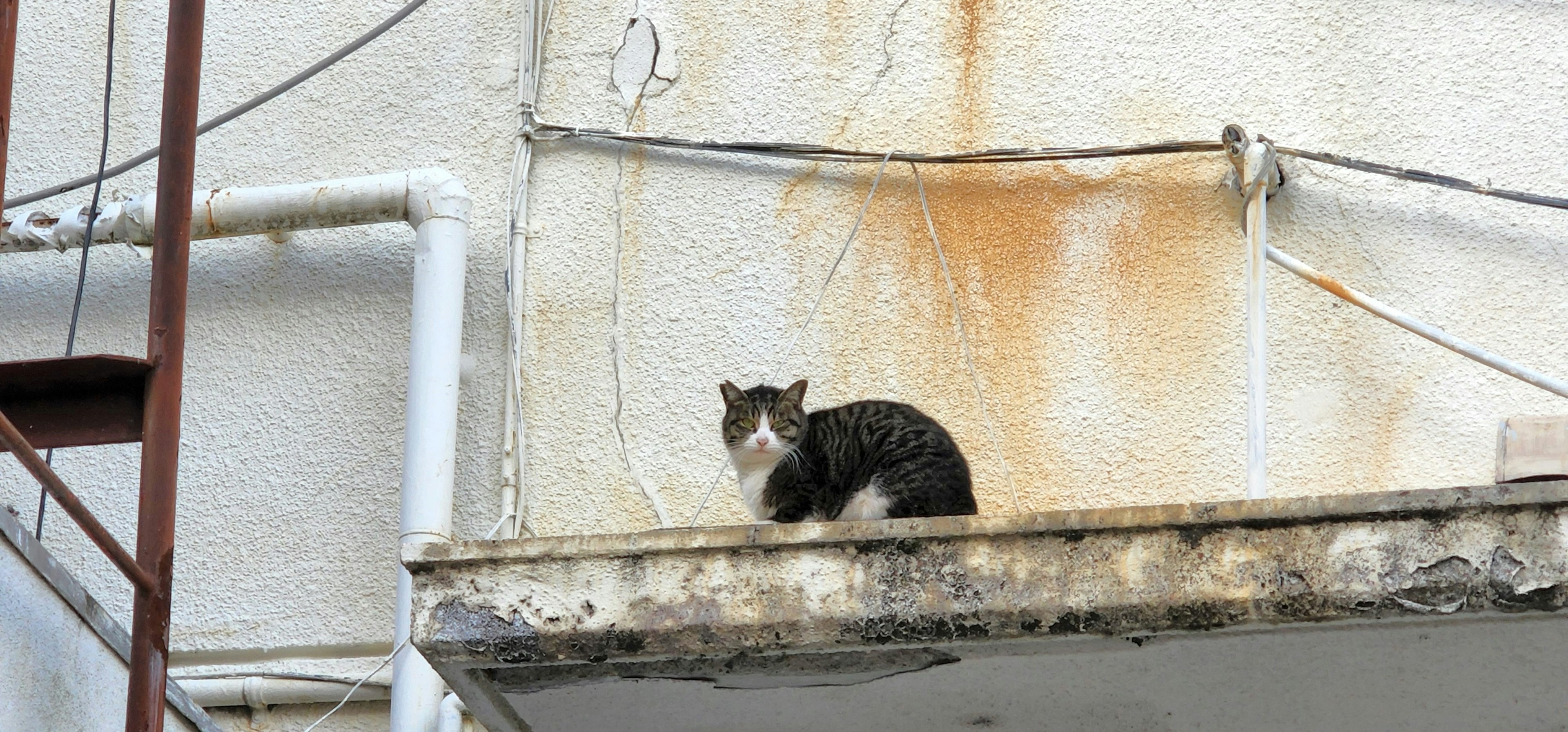 古い建物のバルコニーにいる猫の写真