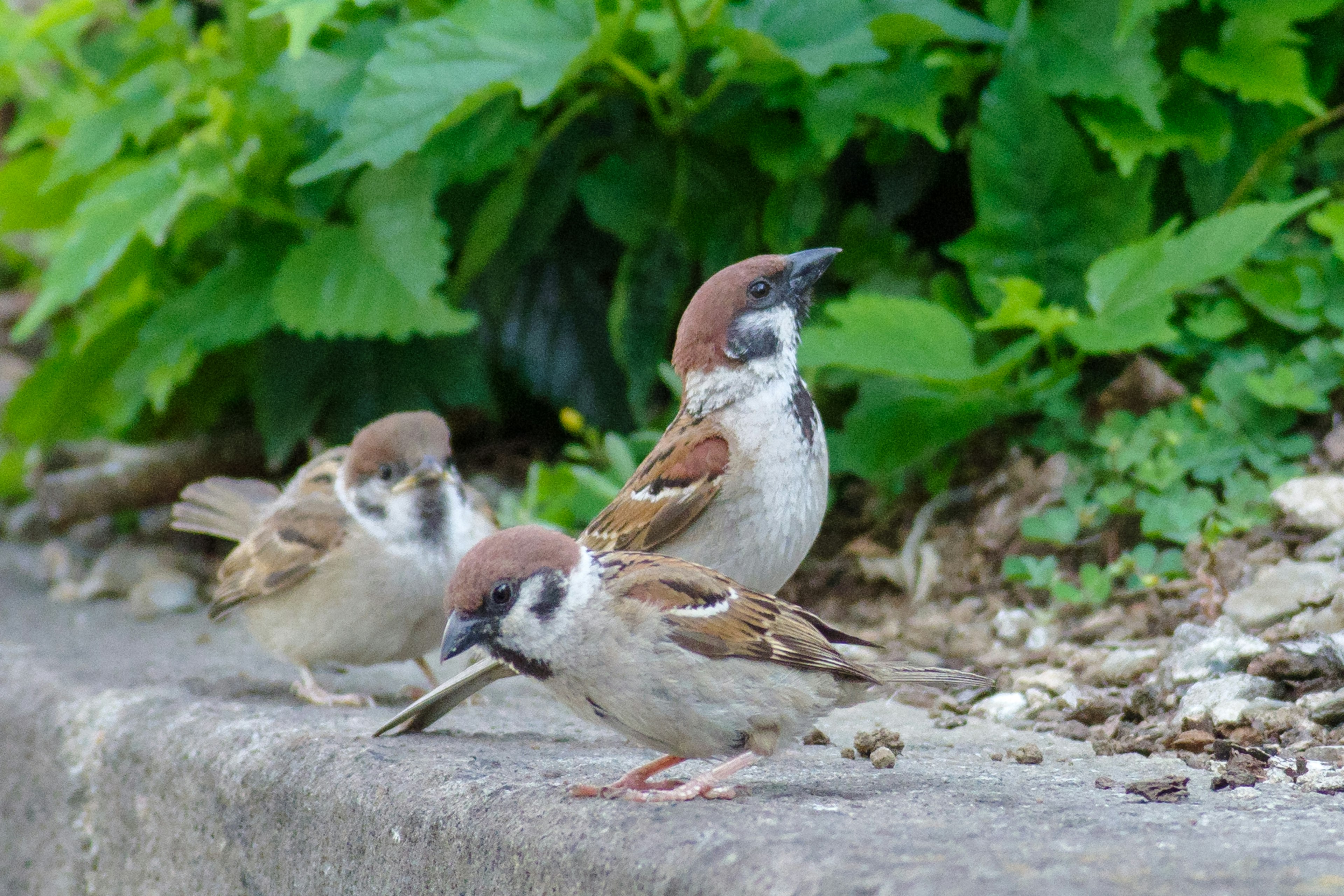 Three sparrows playing in front of green leaves