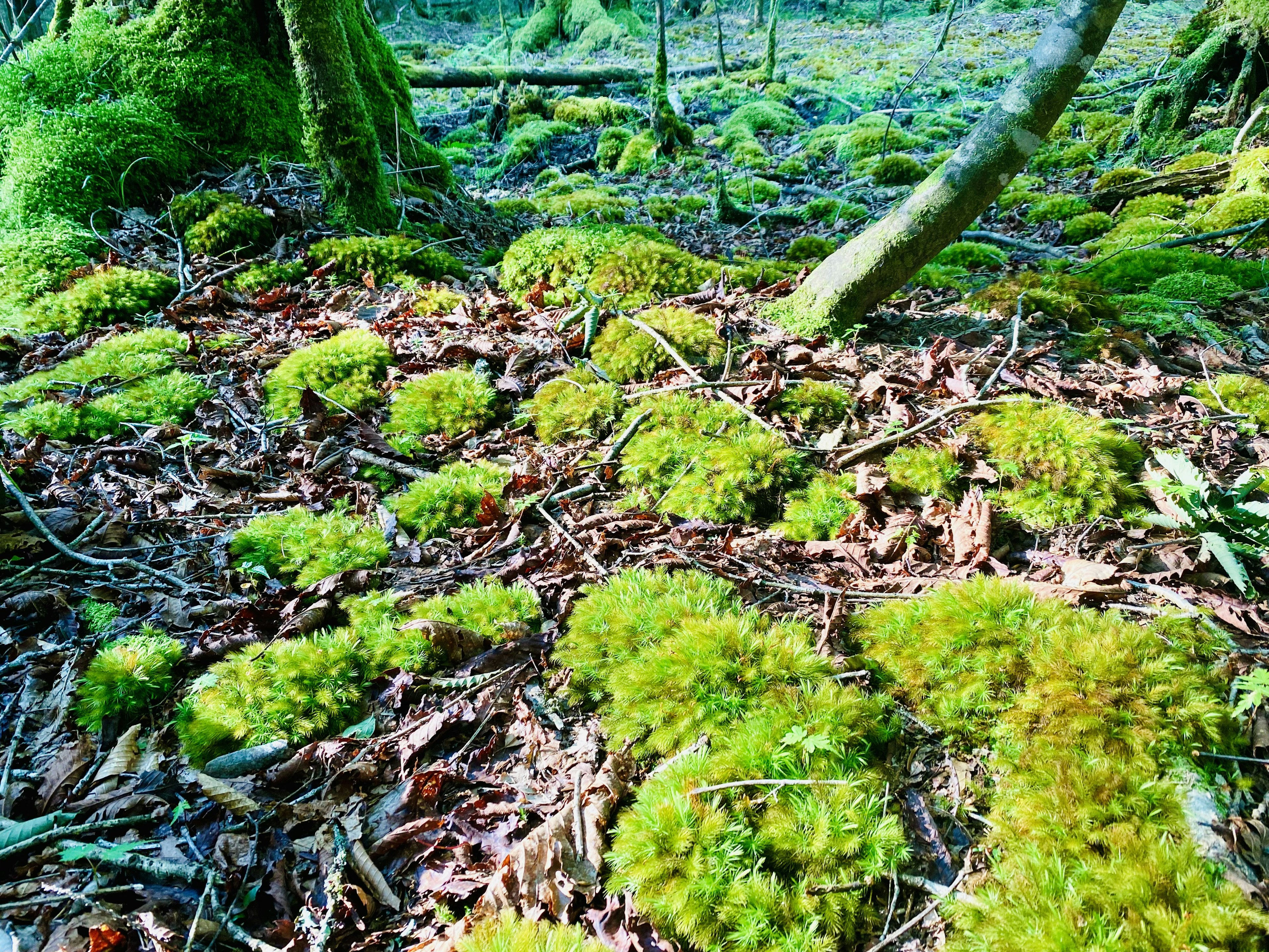 Forest floor covered with green moss and fallen leaves