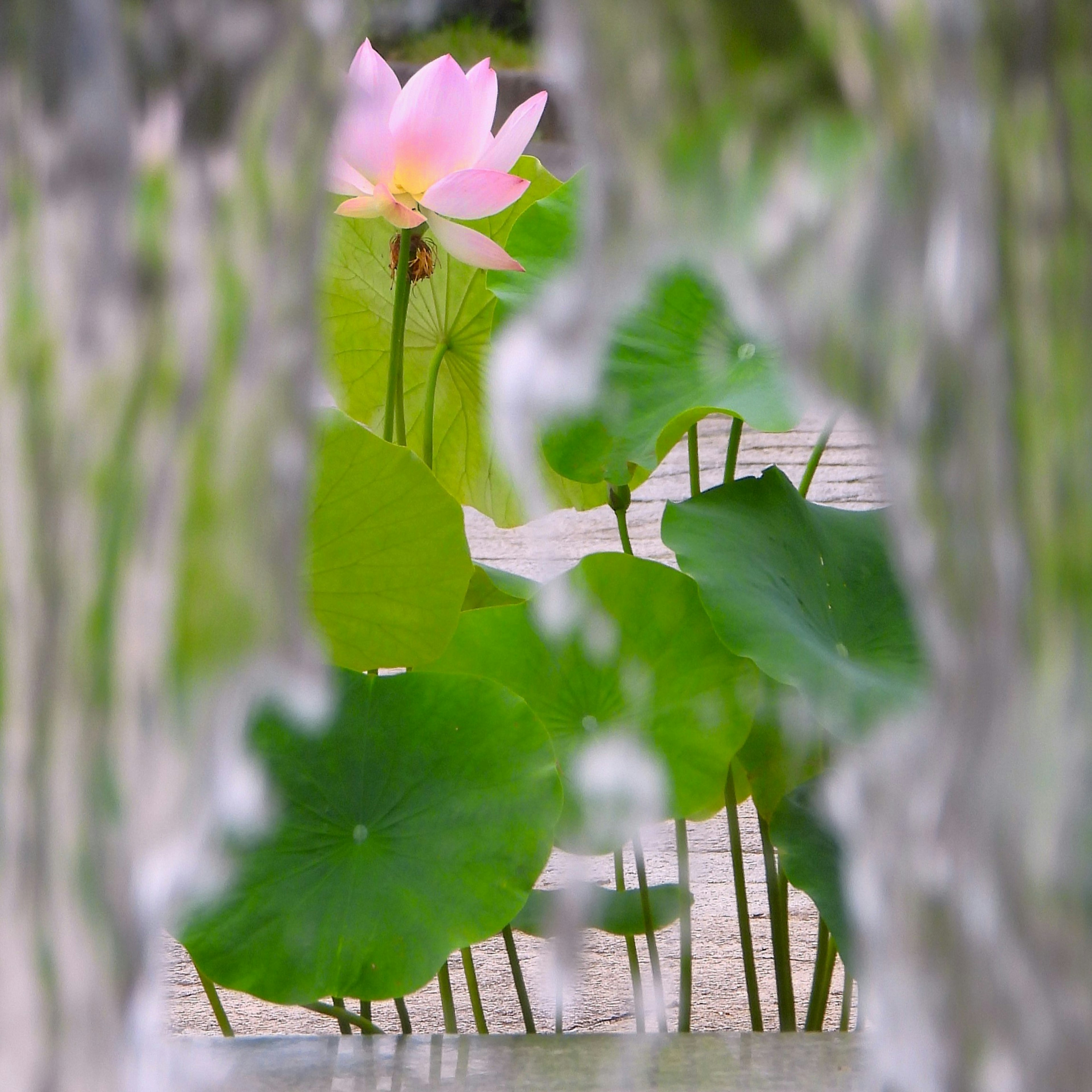 A pink lotus flower surrounded by green leaves seen through flowing water